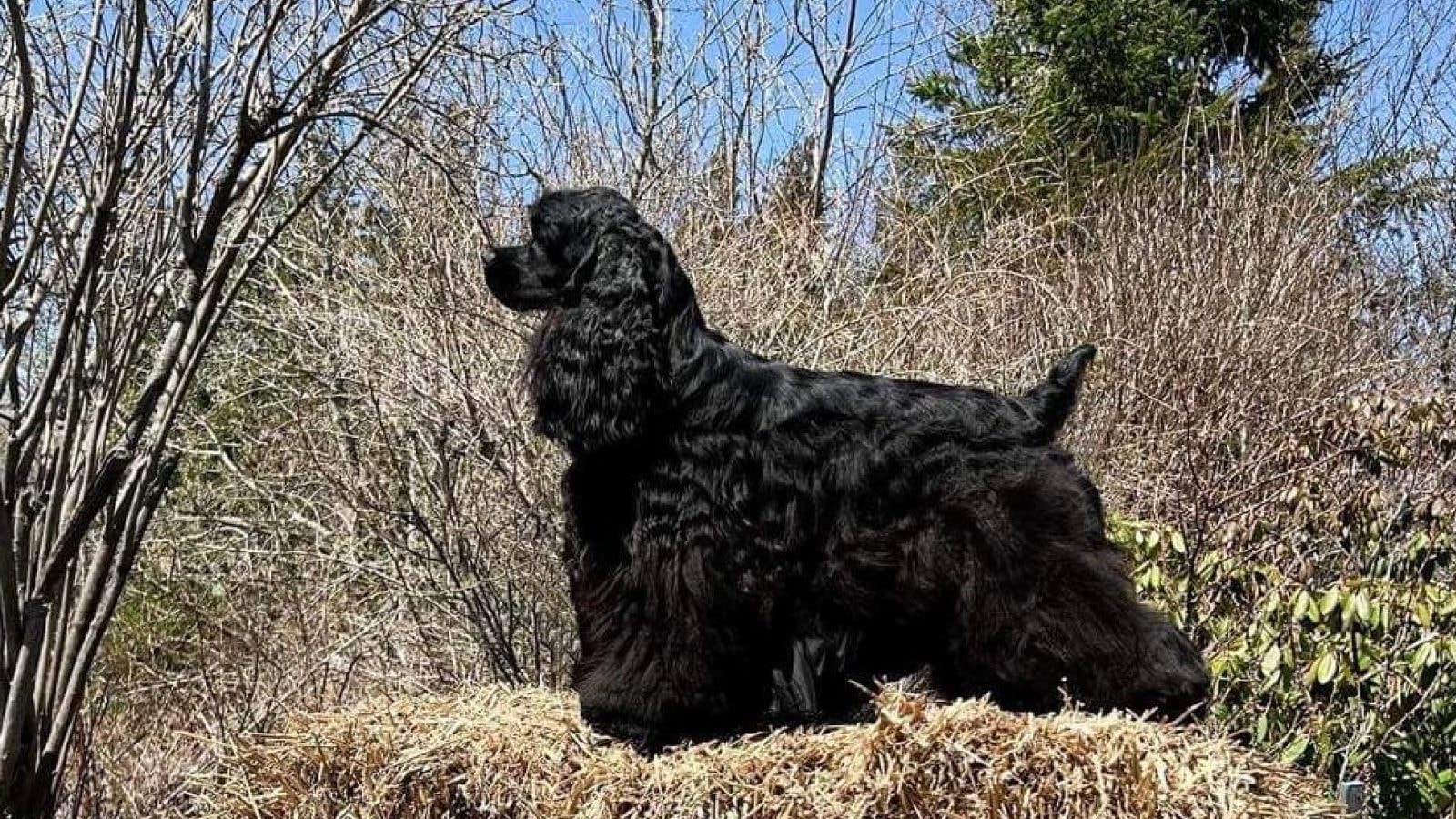 Cocker Spaniel (Black)