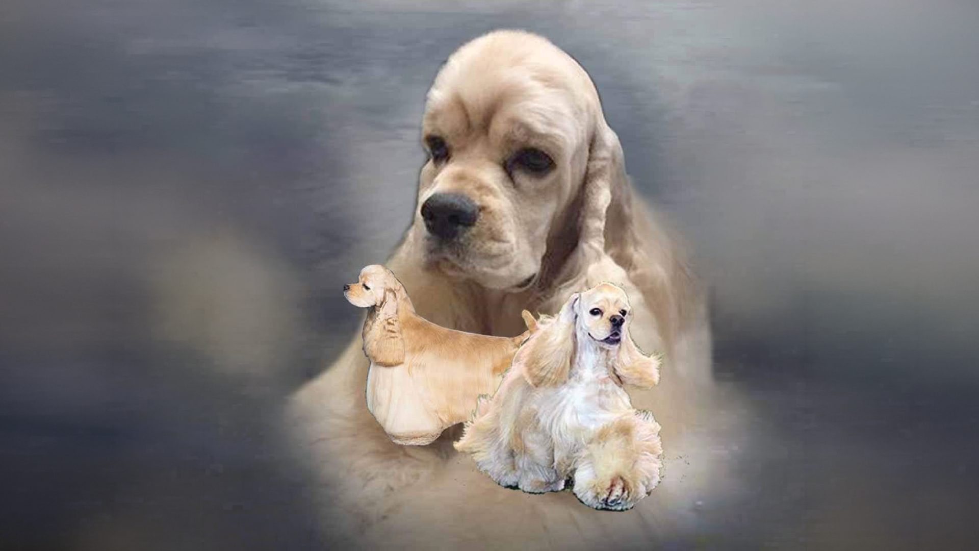 Cocker Spaniel