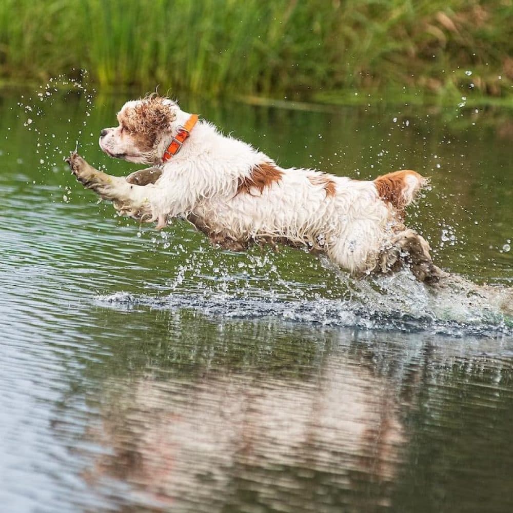 Cocker Spaniel (Parti-Color)