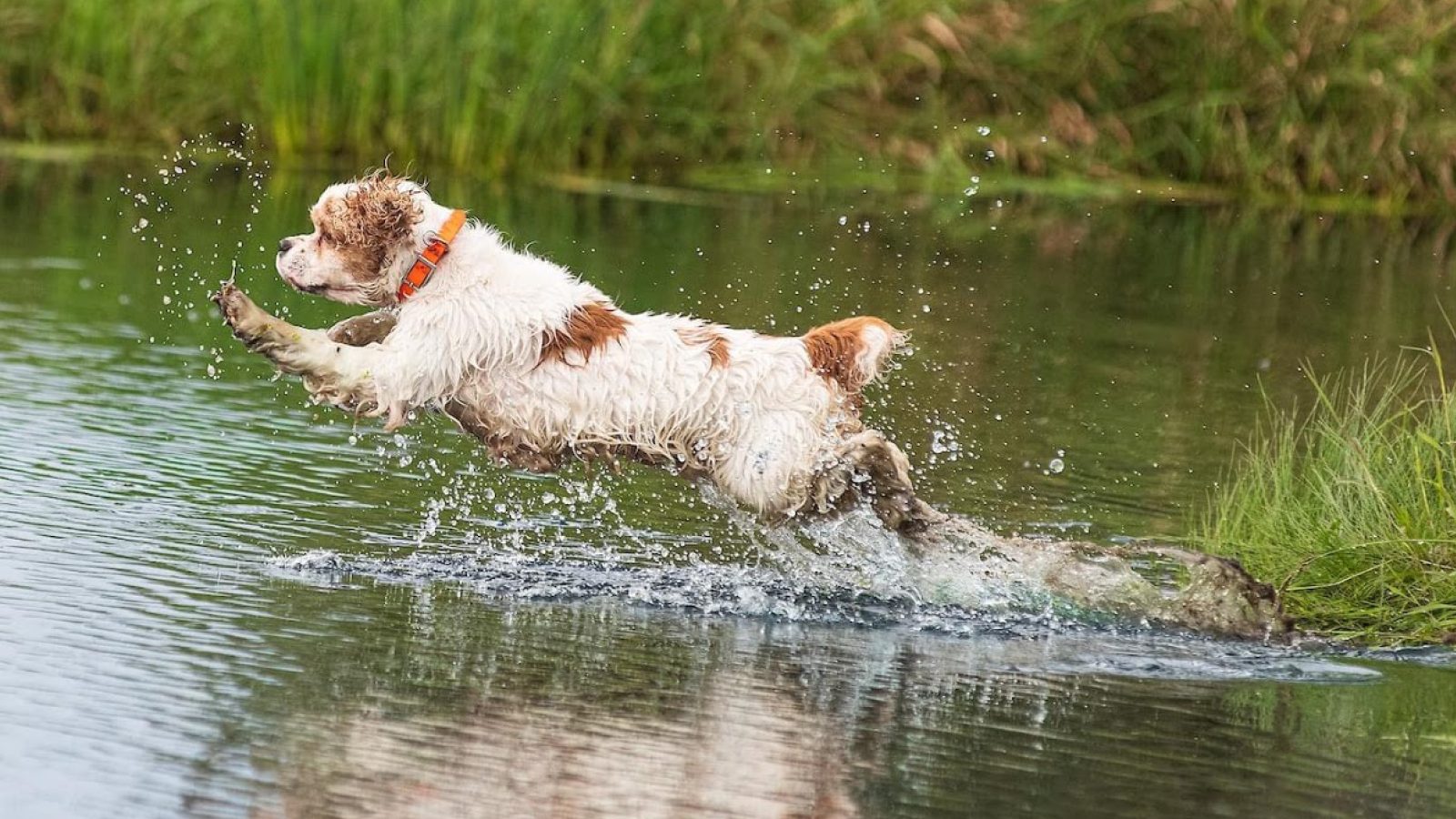 Cocker Spaniel (Parti-Color)