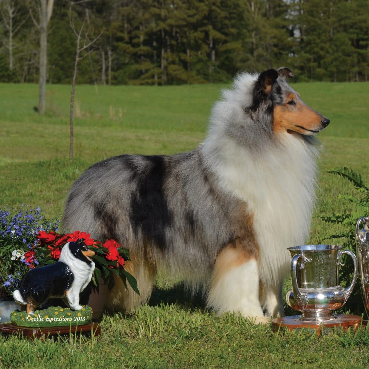 Collie