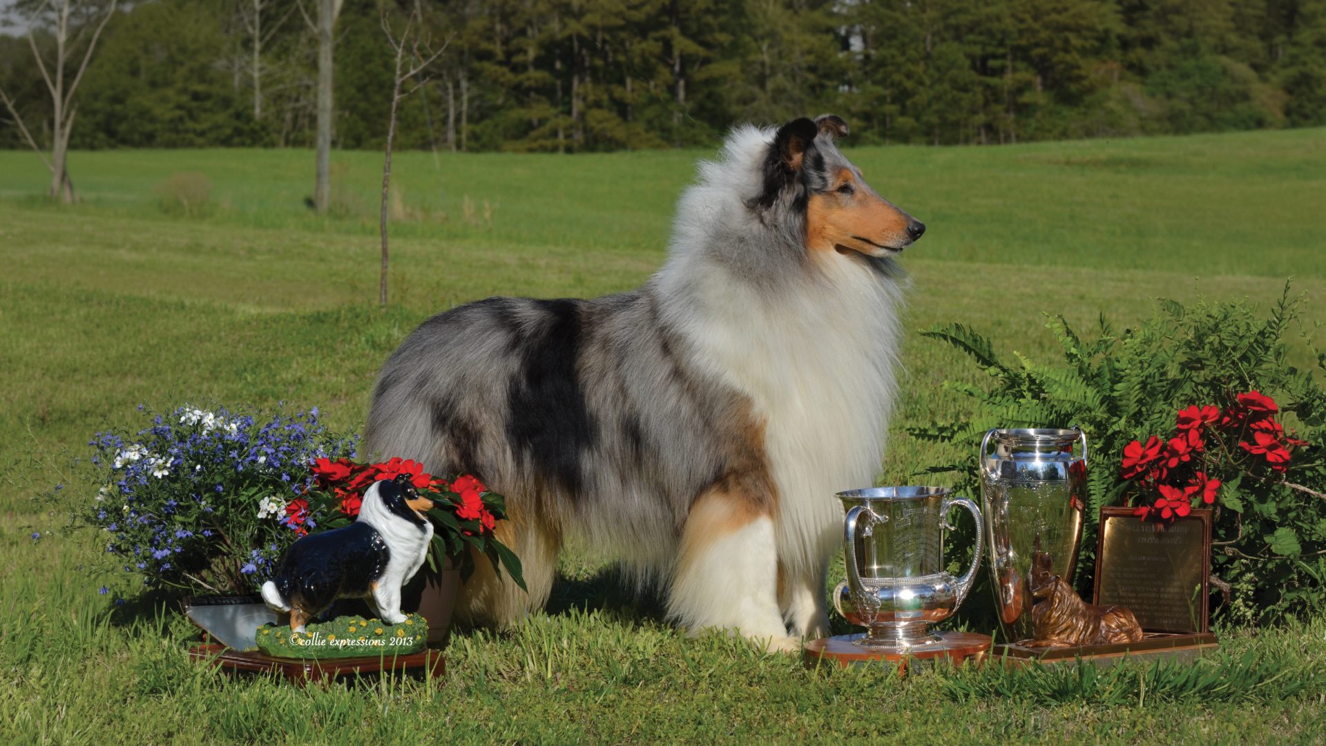 Collie