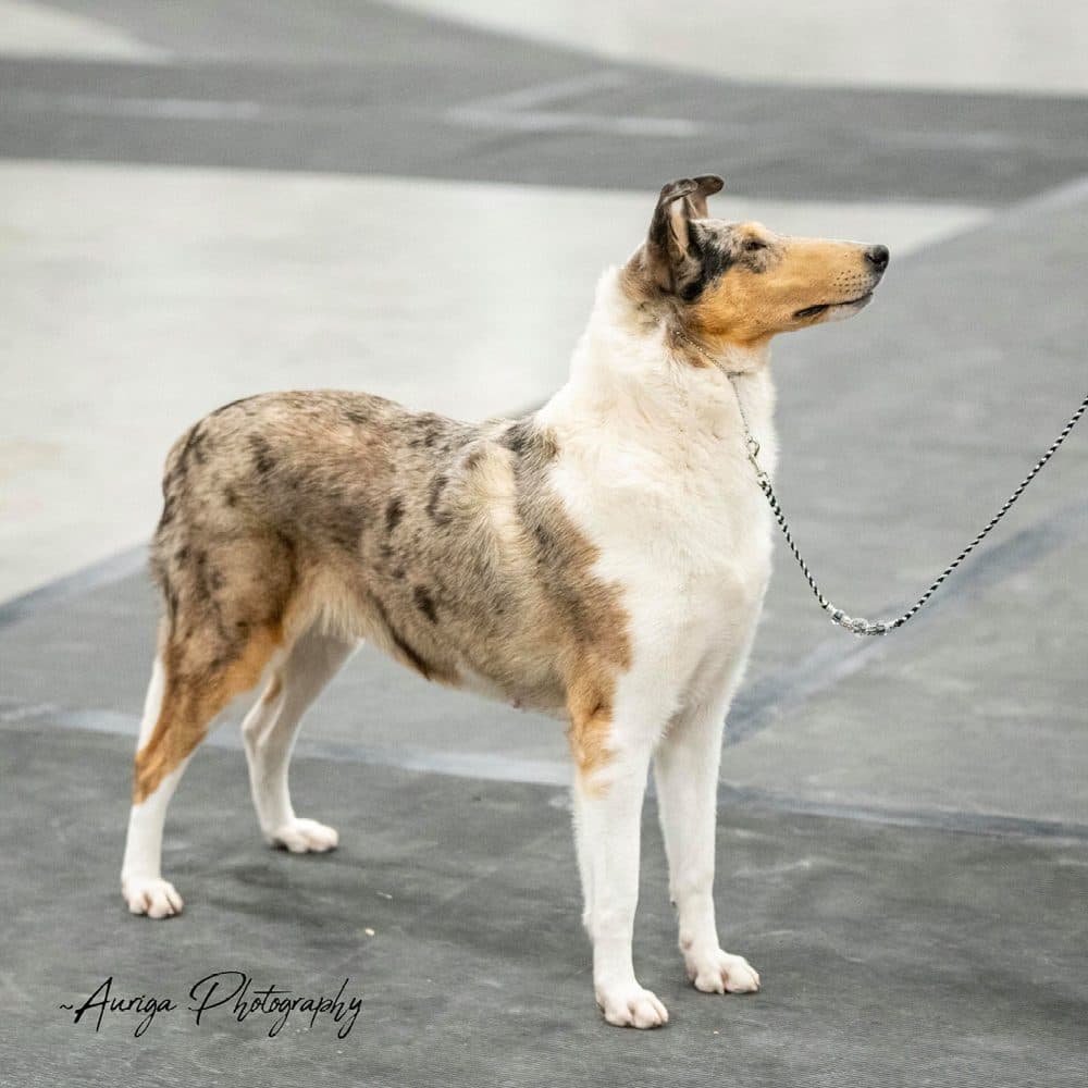 Collie (Smooth)