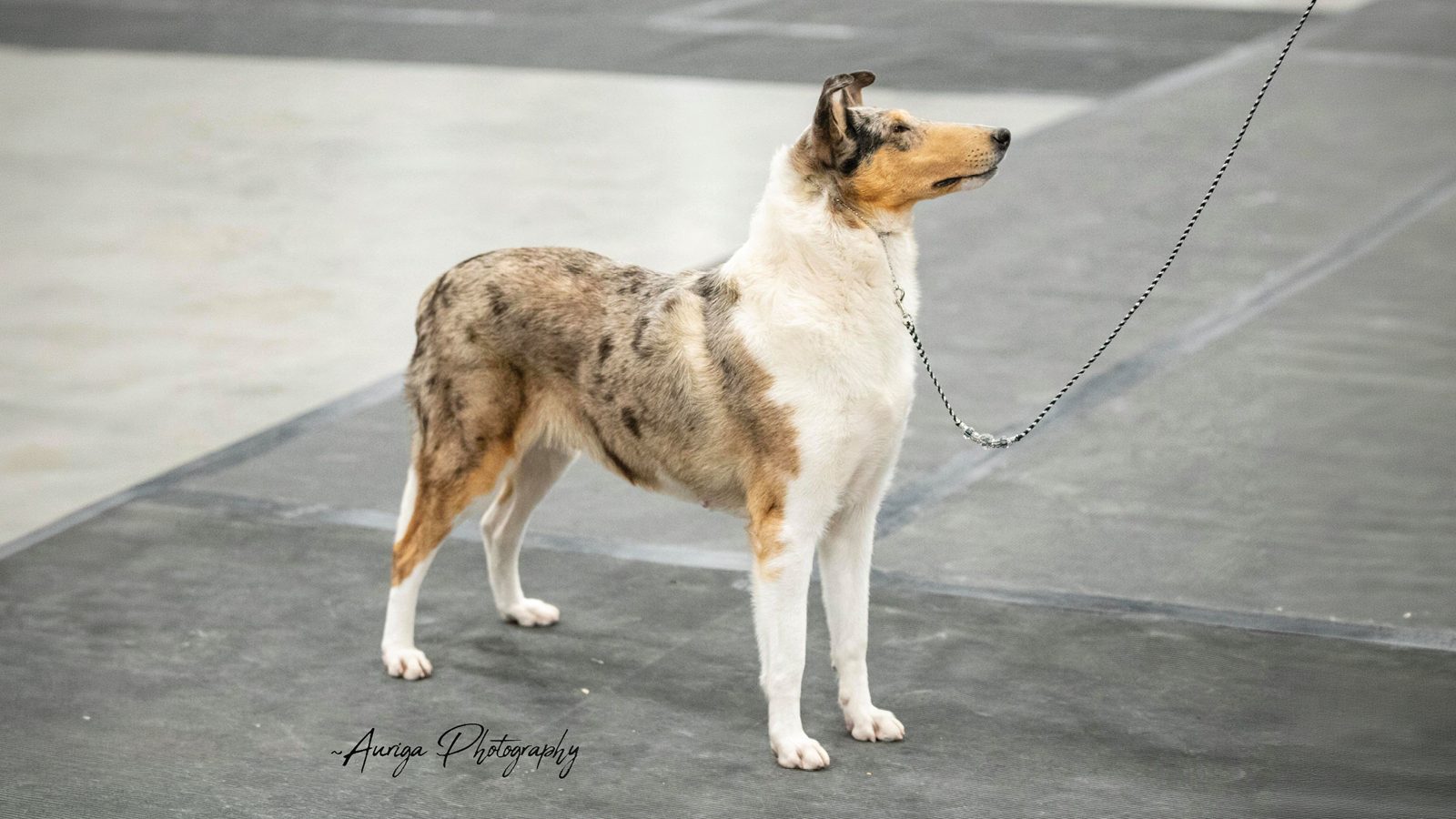 Collie (Smooth)