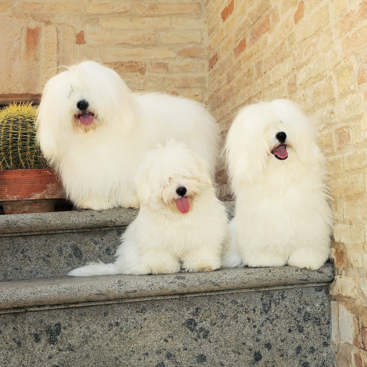 Coton de Tulear