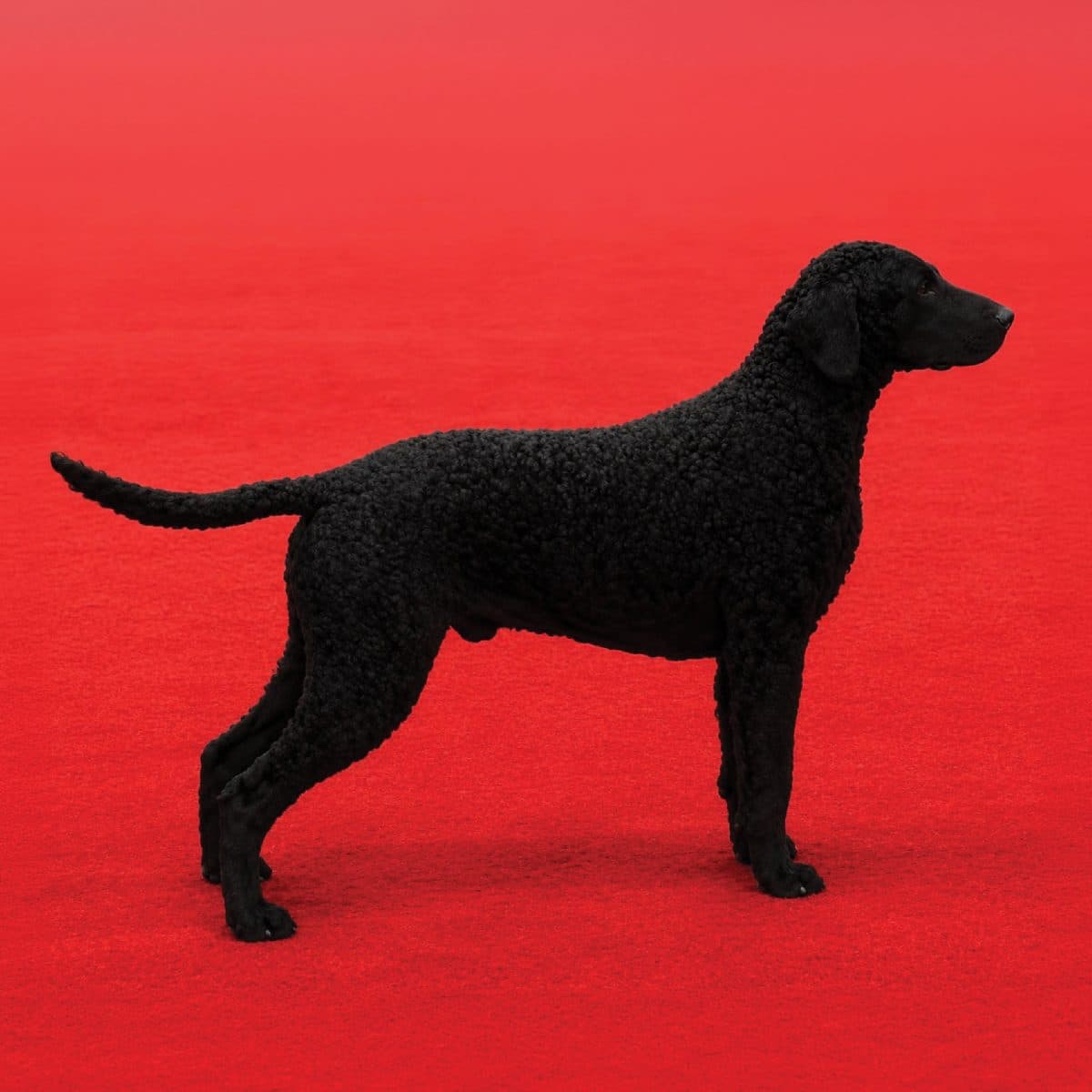 Curly-Coated Retriever