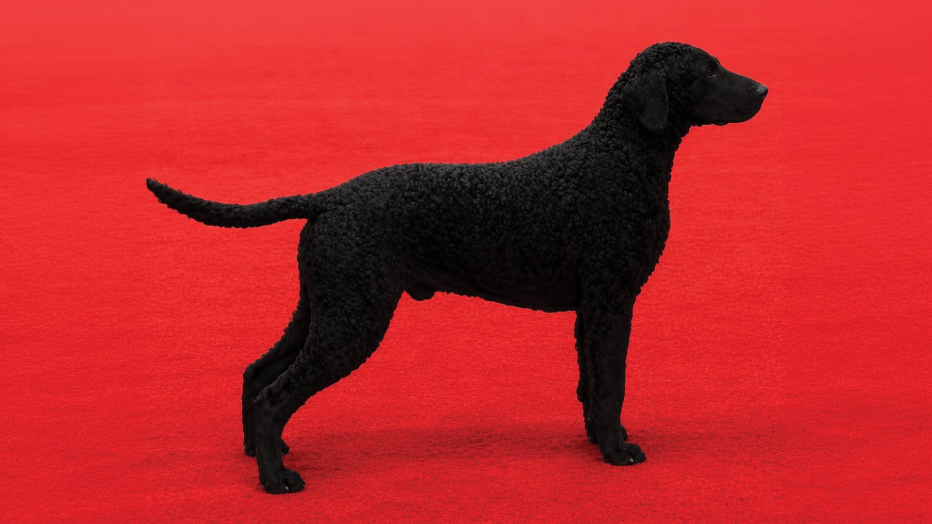 Curly-Coated Retriever