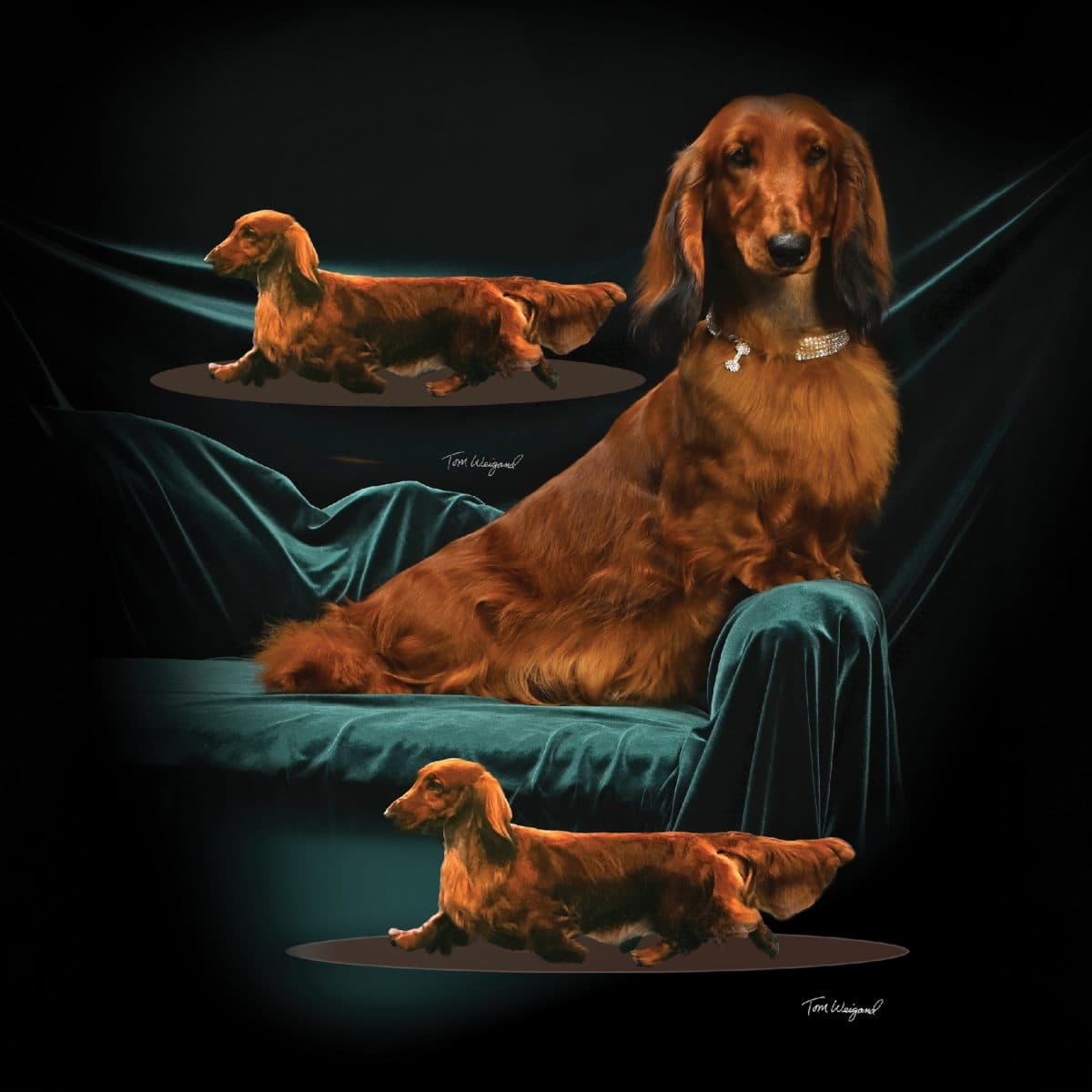 Dachshund