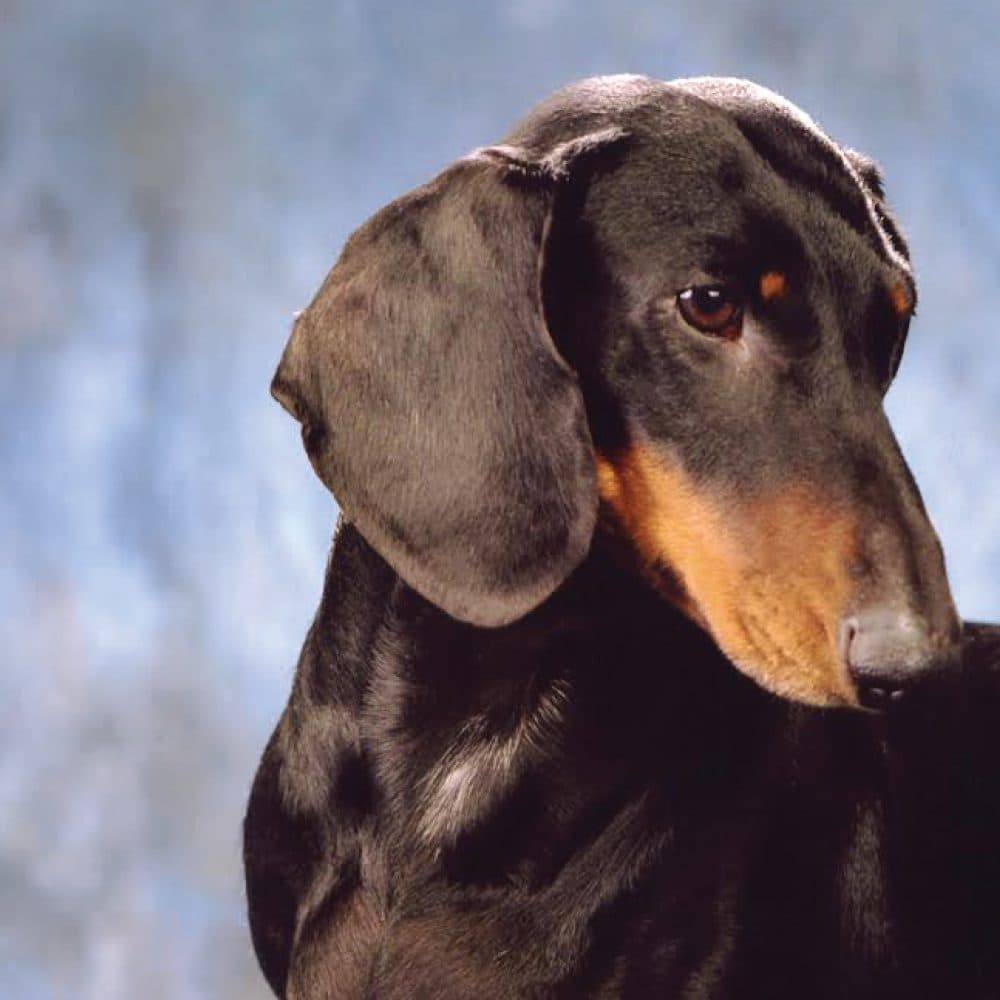 Dachshund (Smooth)