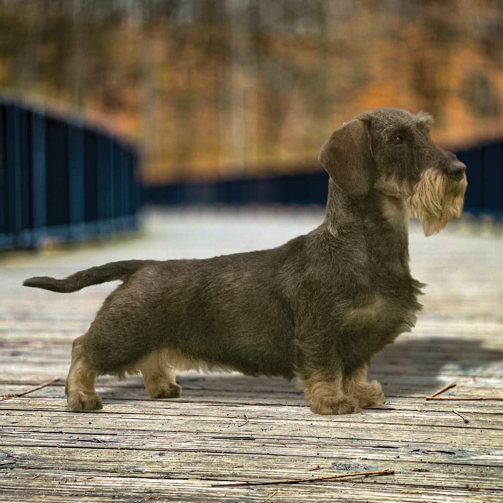 Dachshund (Wirehaired)