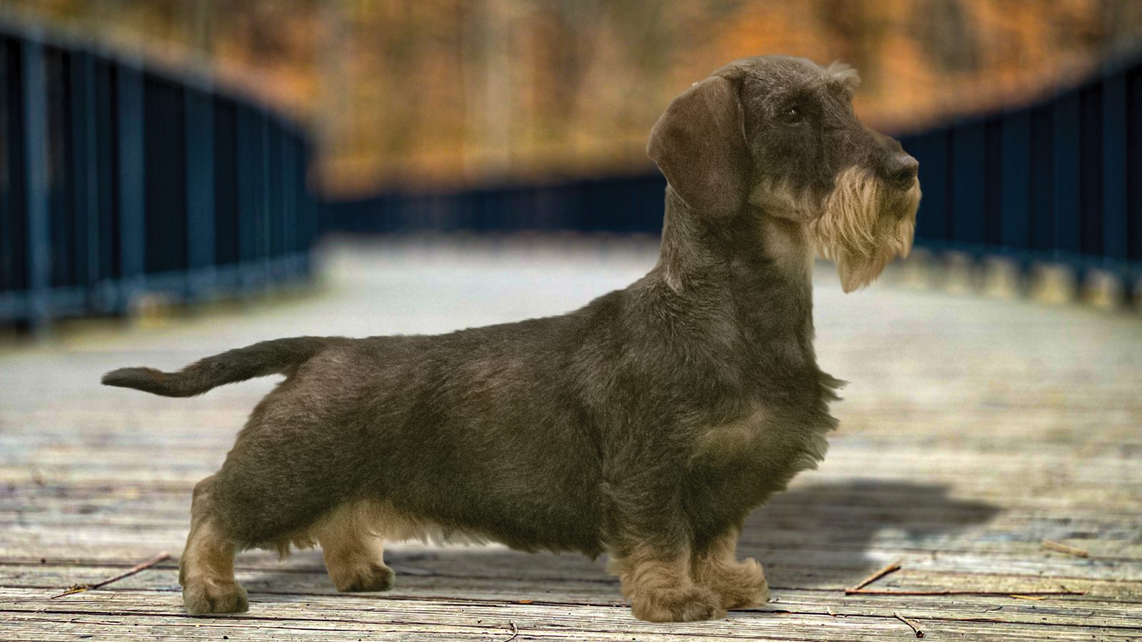 Dachshund (Wirehaired)