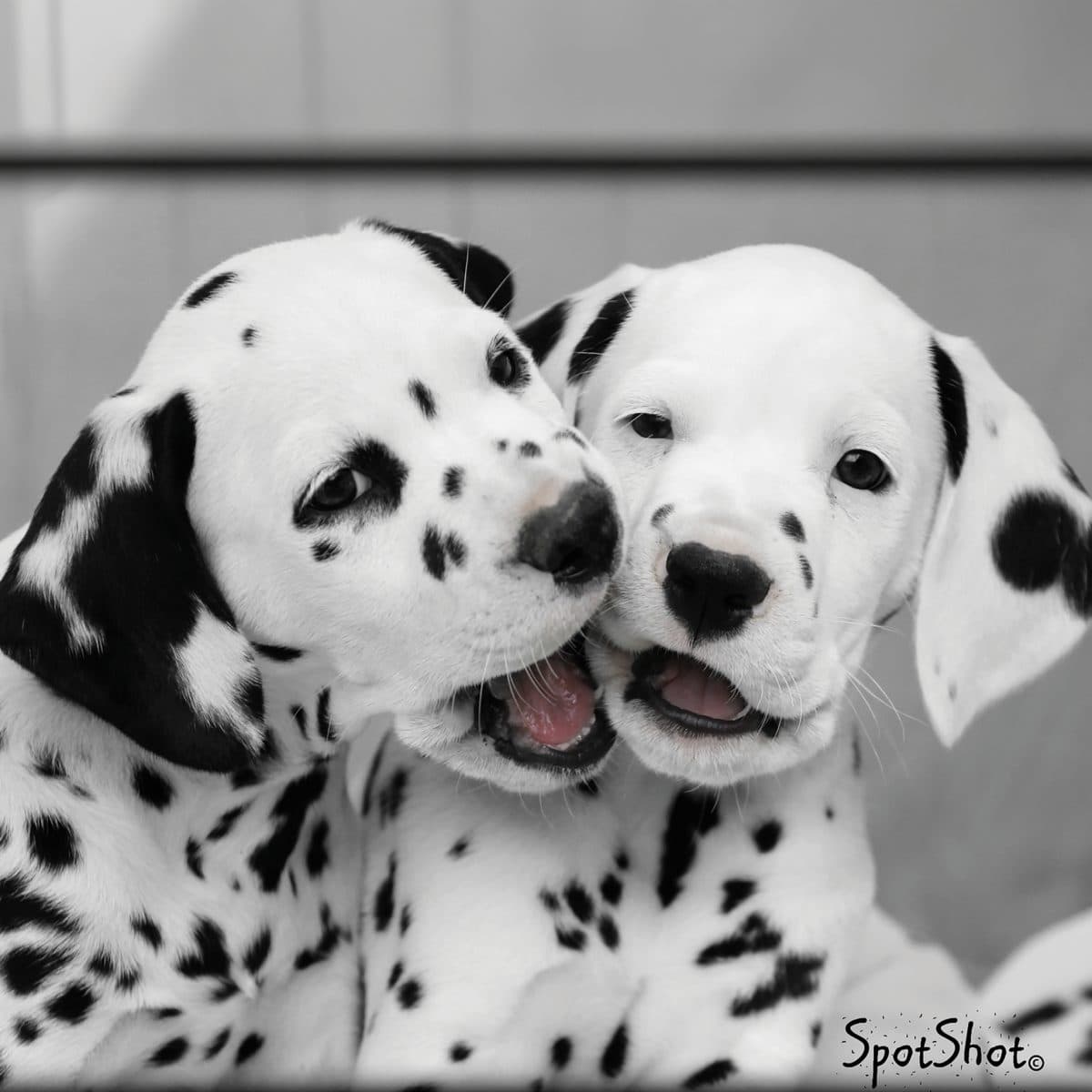 Dalmatian