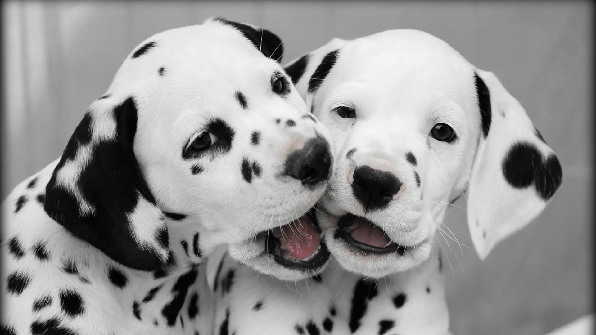 Dalmatian