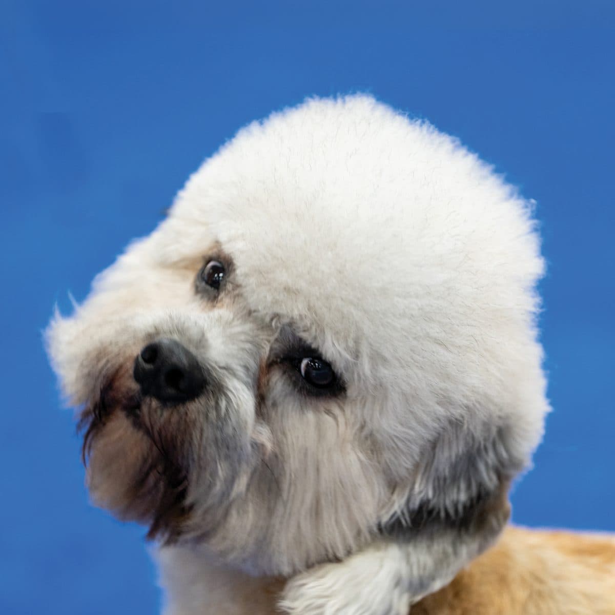 Dandie Dinmont Terrier