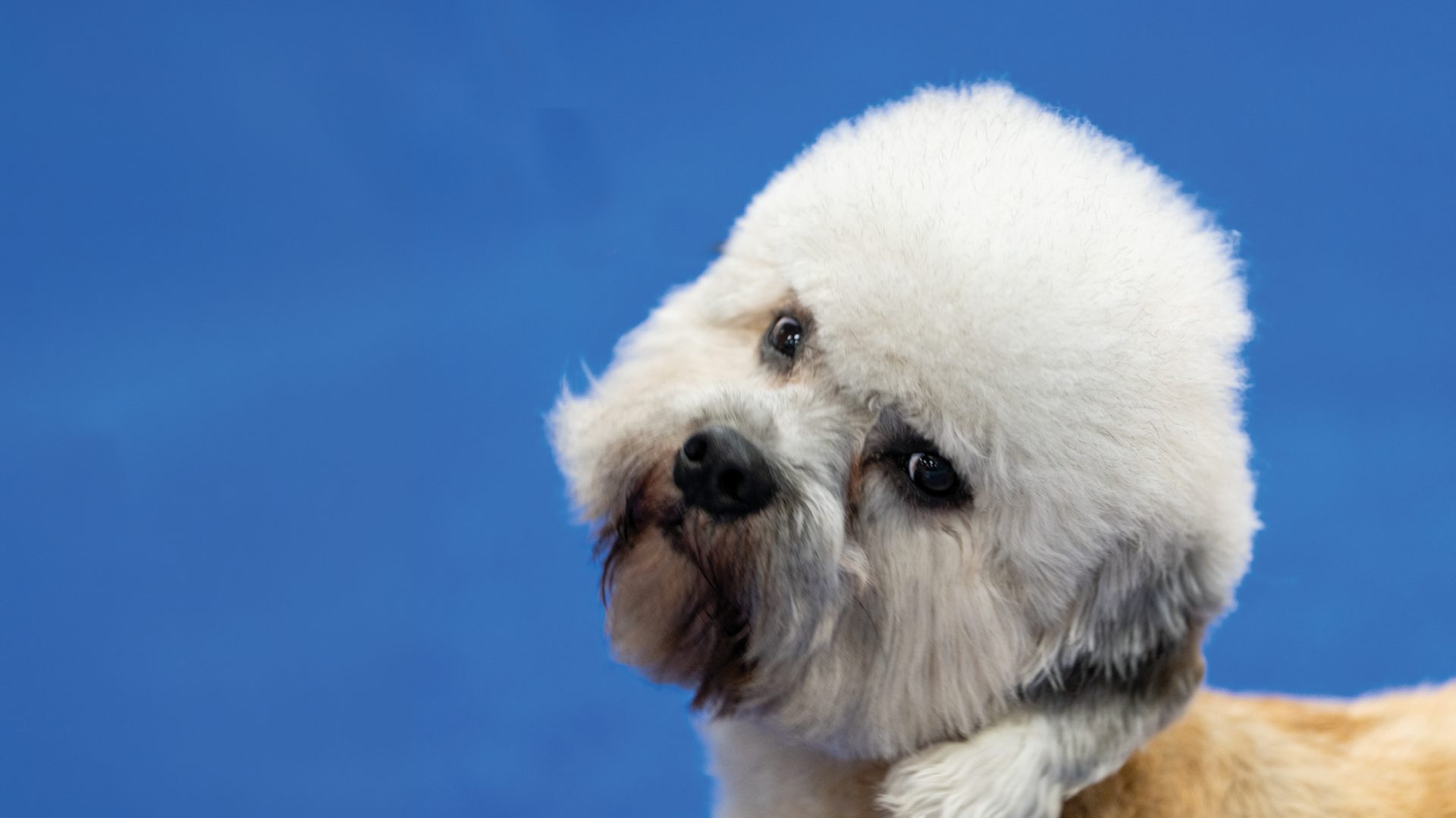 Dandie Dinmont Terrier
