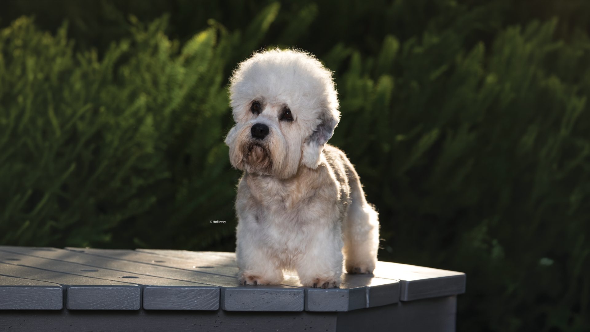 Dandie Dinmont Terrier