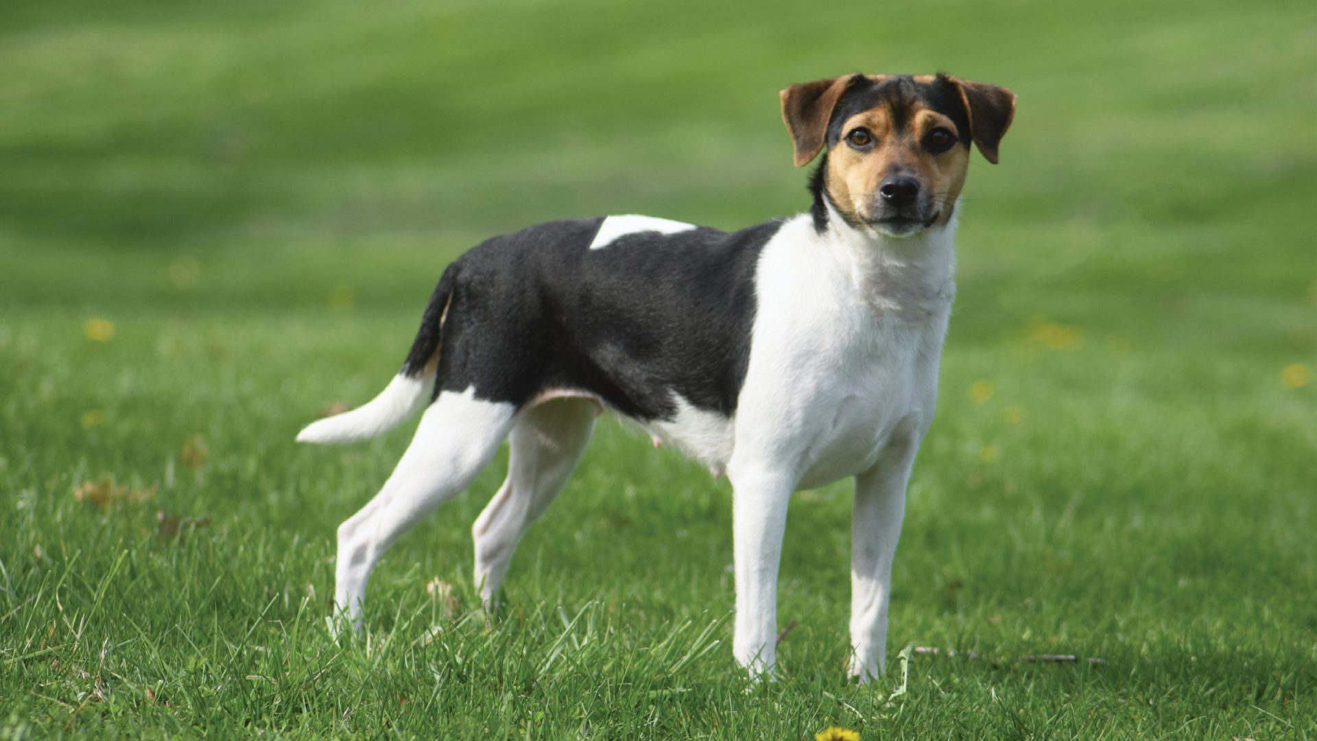 Danish-Swedish Farmdog