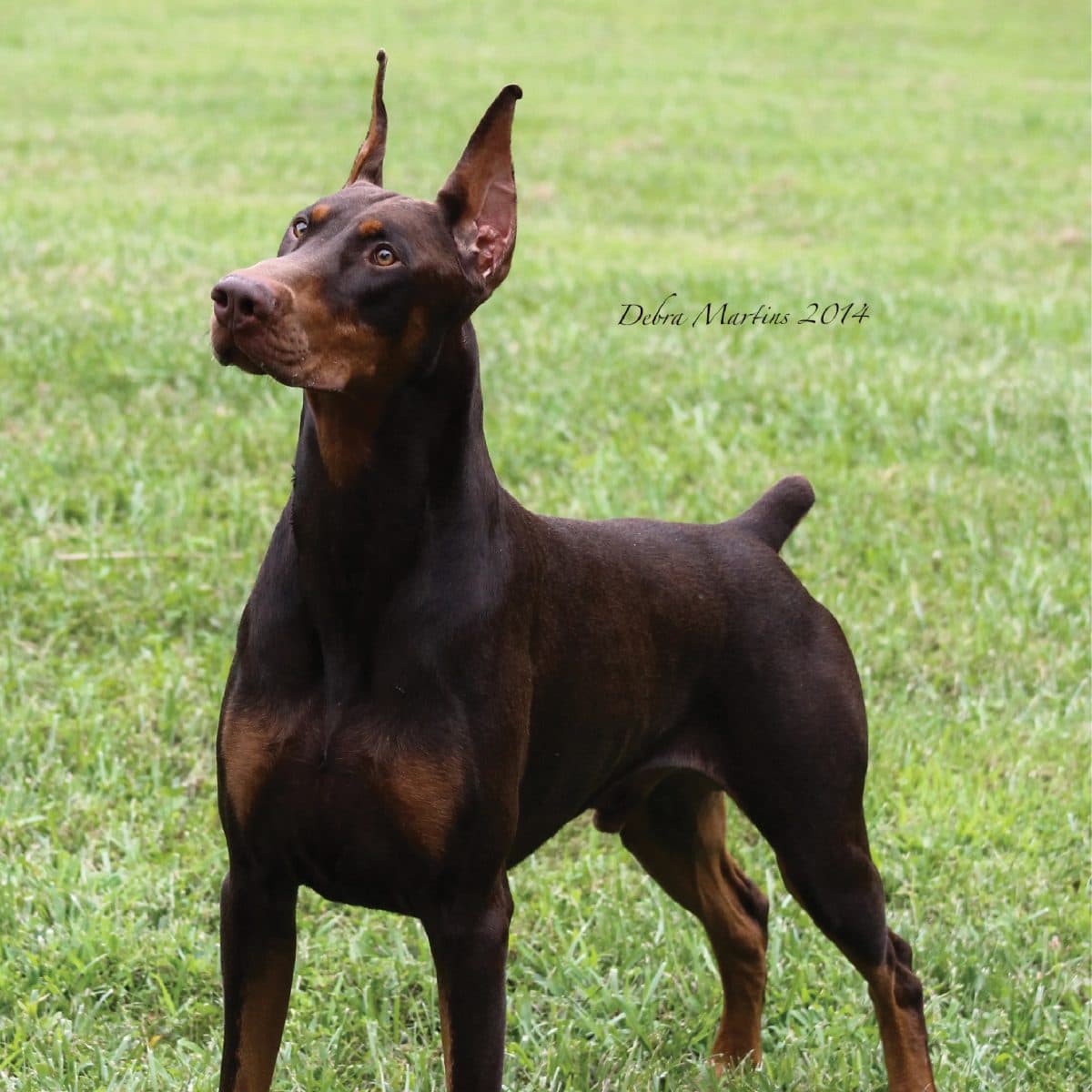 Doberman Pinscher