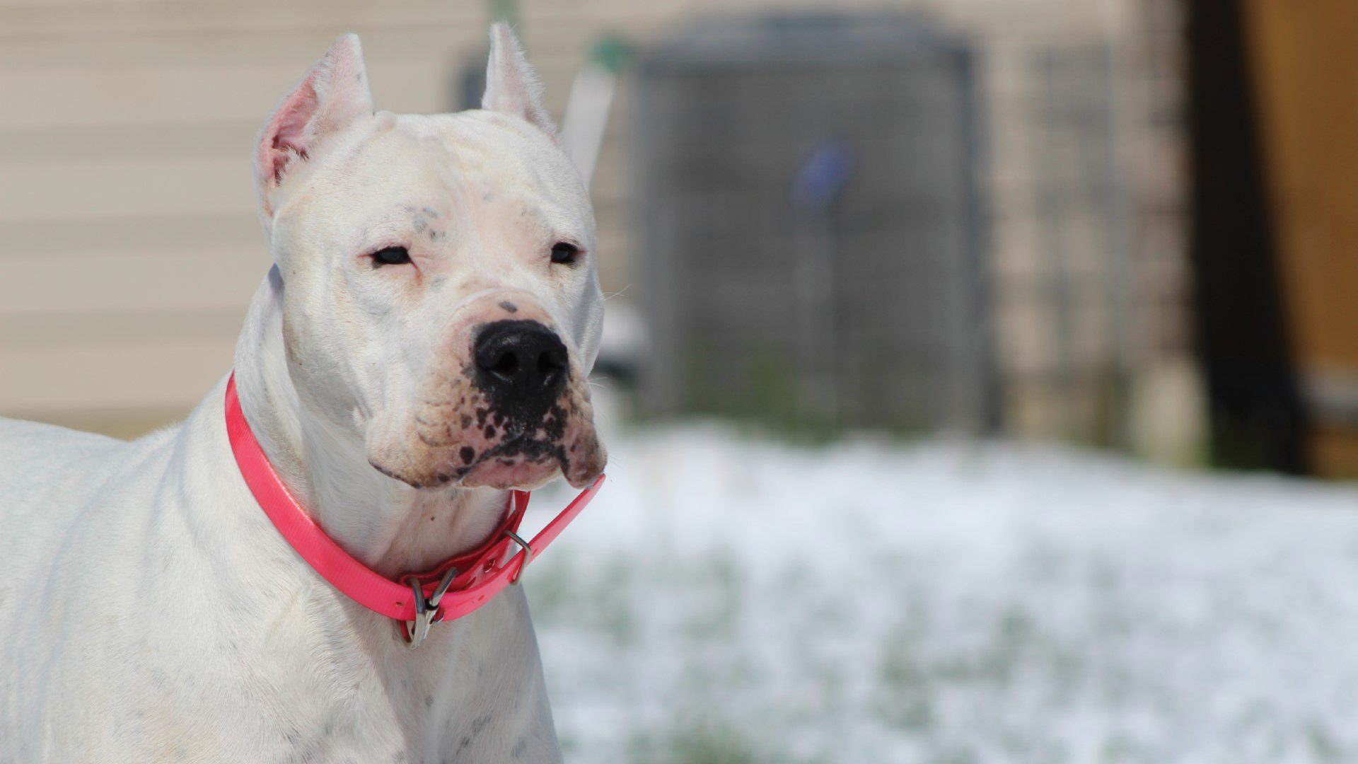 Dogo Argentino