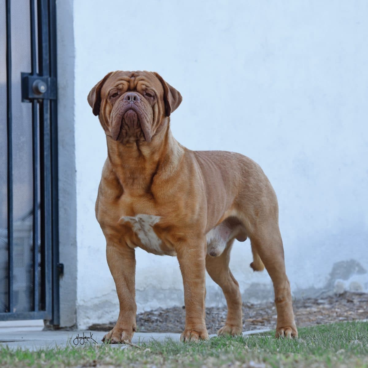 Dogue de Bordeaux