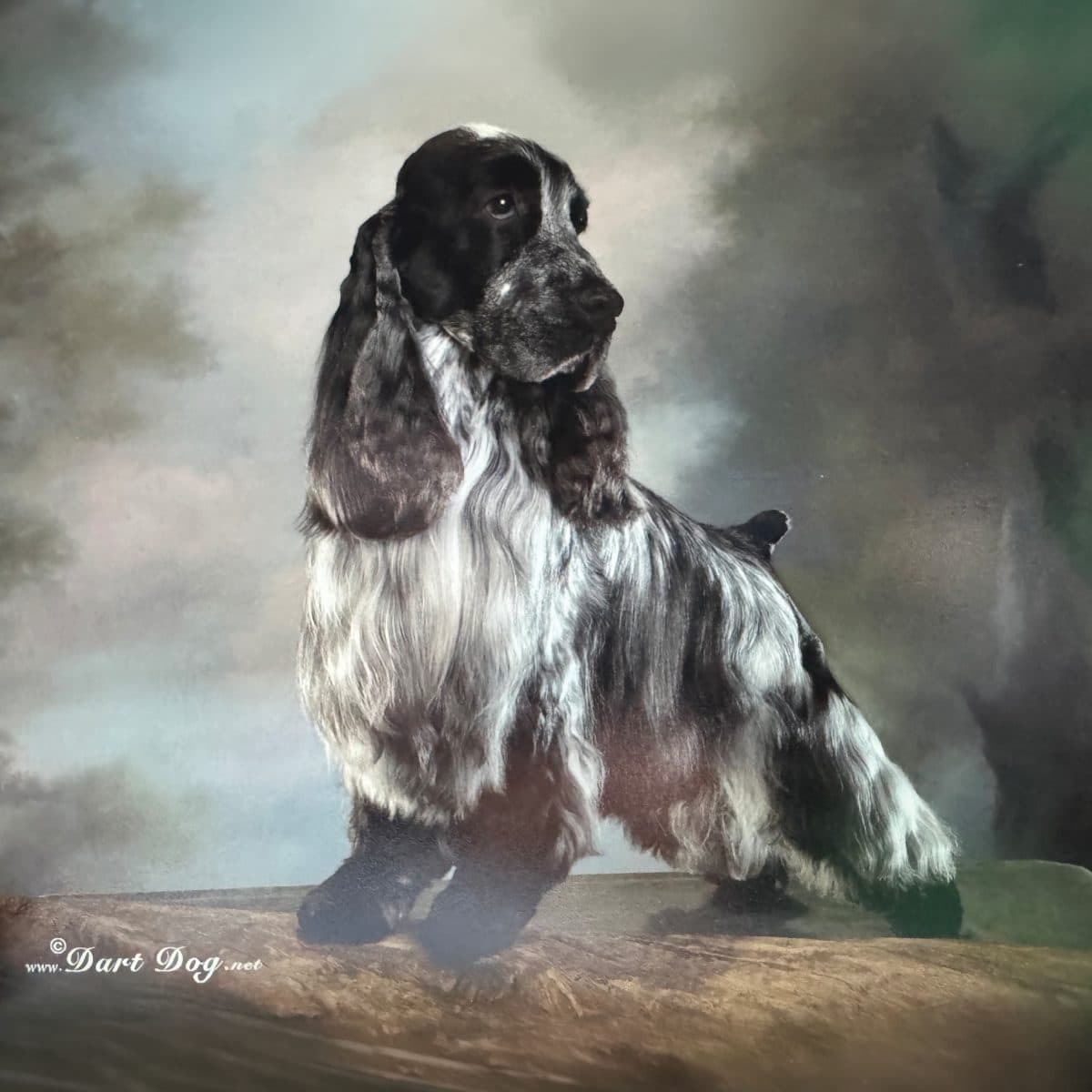 English Cocker Spaniel