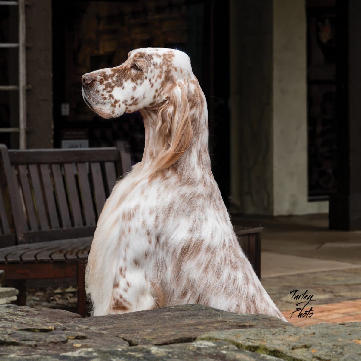 English Setter