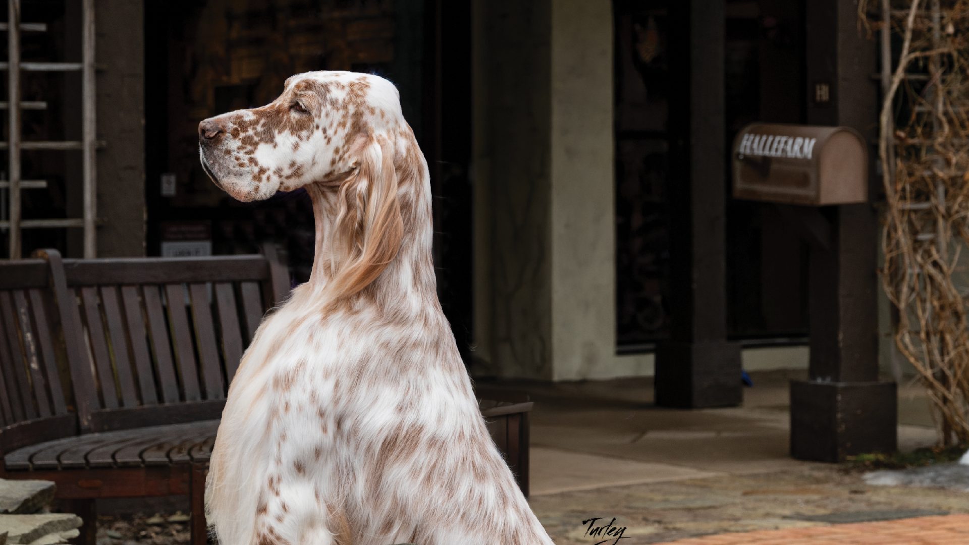 English Setter
