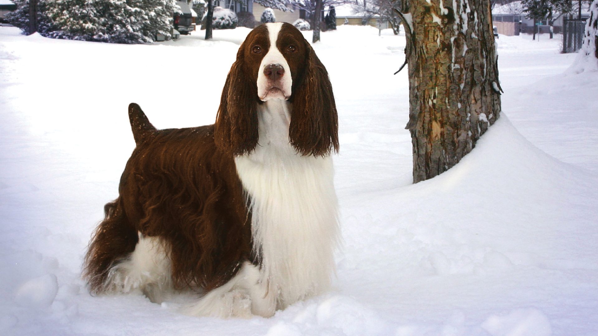 English Springer Spaniel