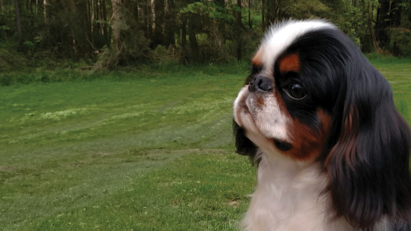 English Toy Spaniel (Blenheim & Prince Charles)