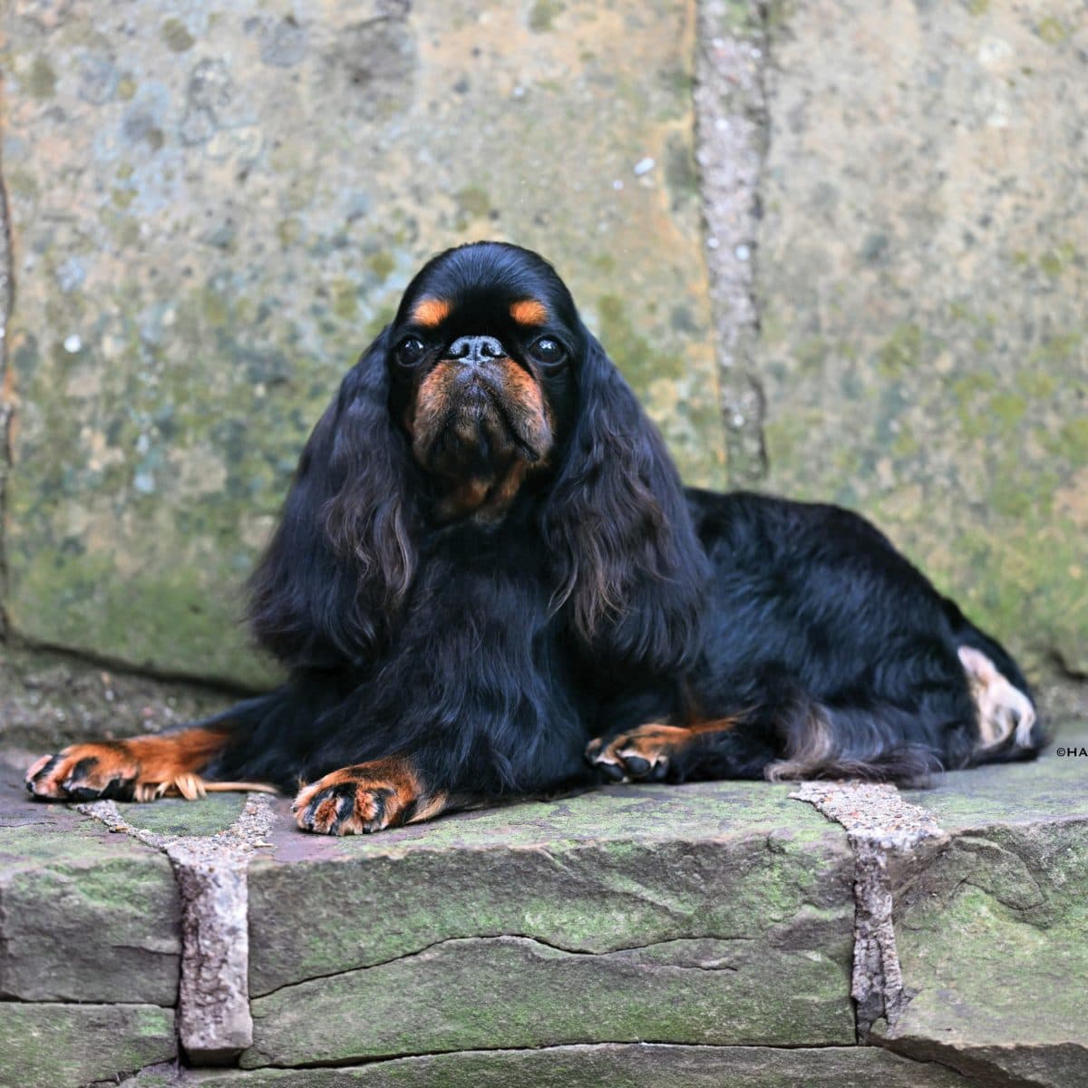 English Toy Spaniel
