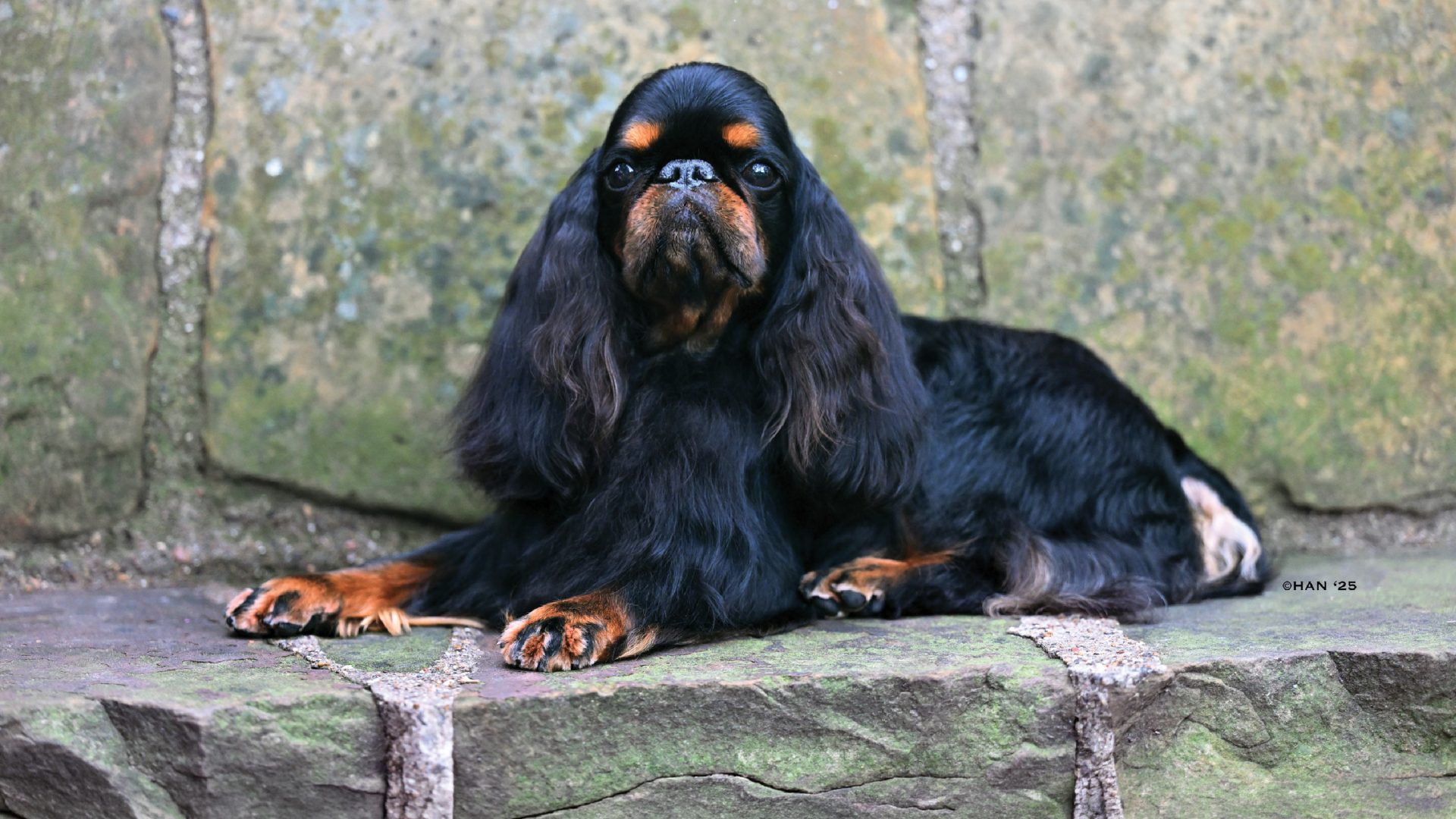 English Toy Spaniel (King Charles & Ruby)