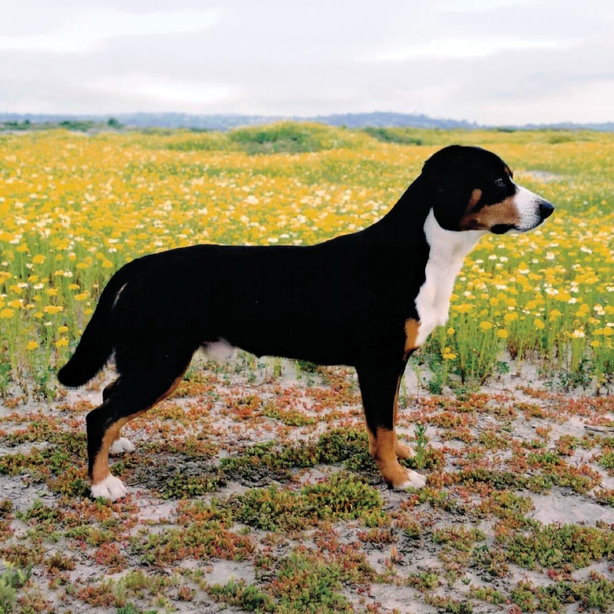 Entlebucher Mountain Dog