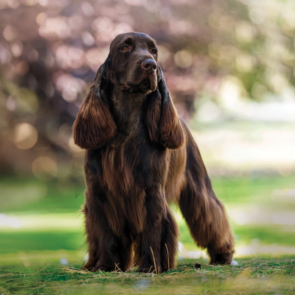 Field Spaniel