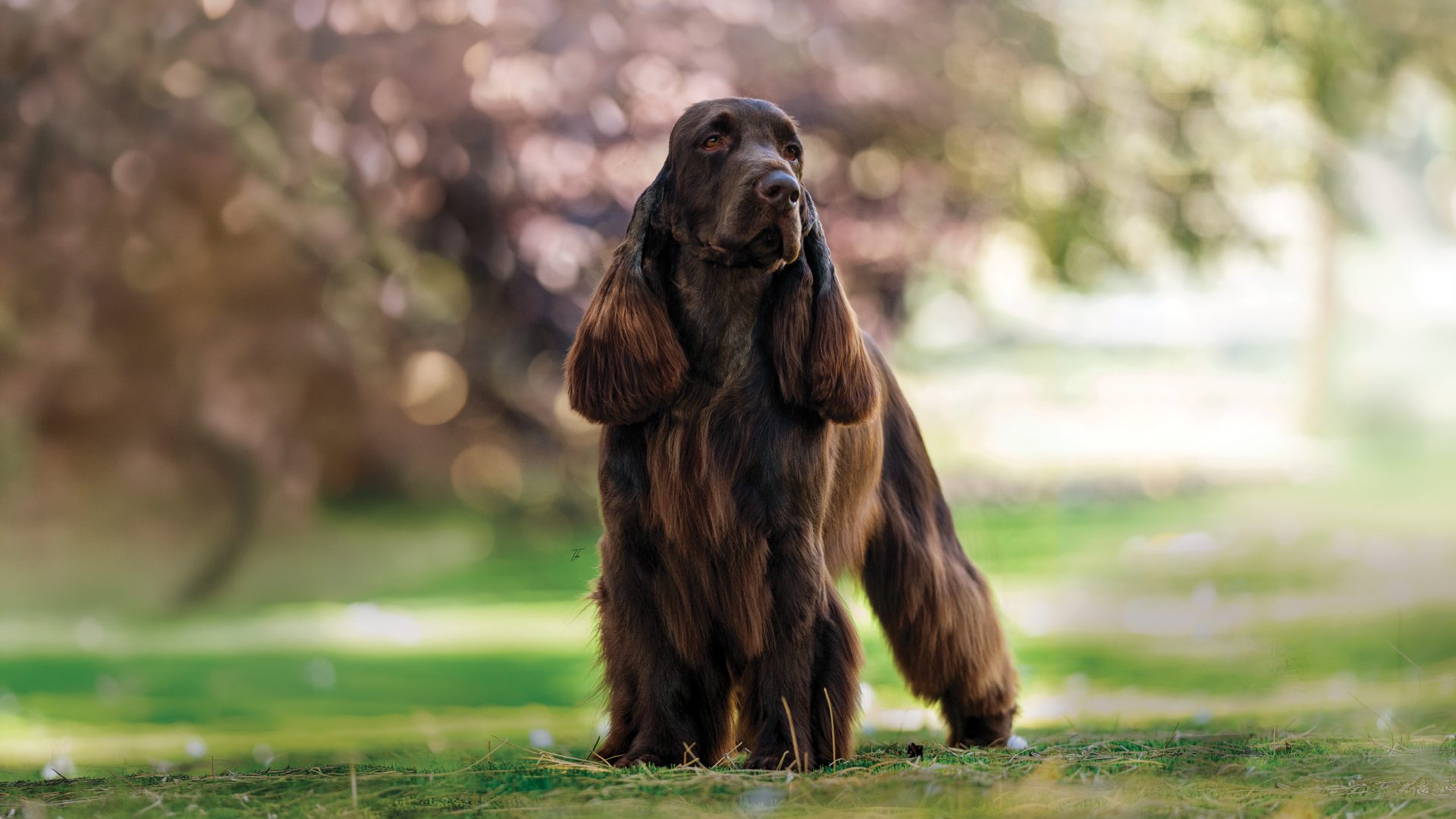 Field Spaniel