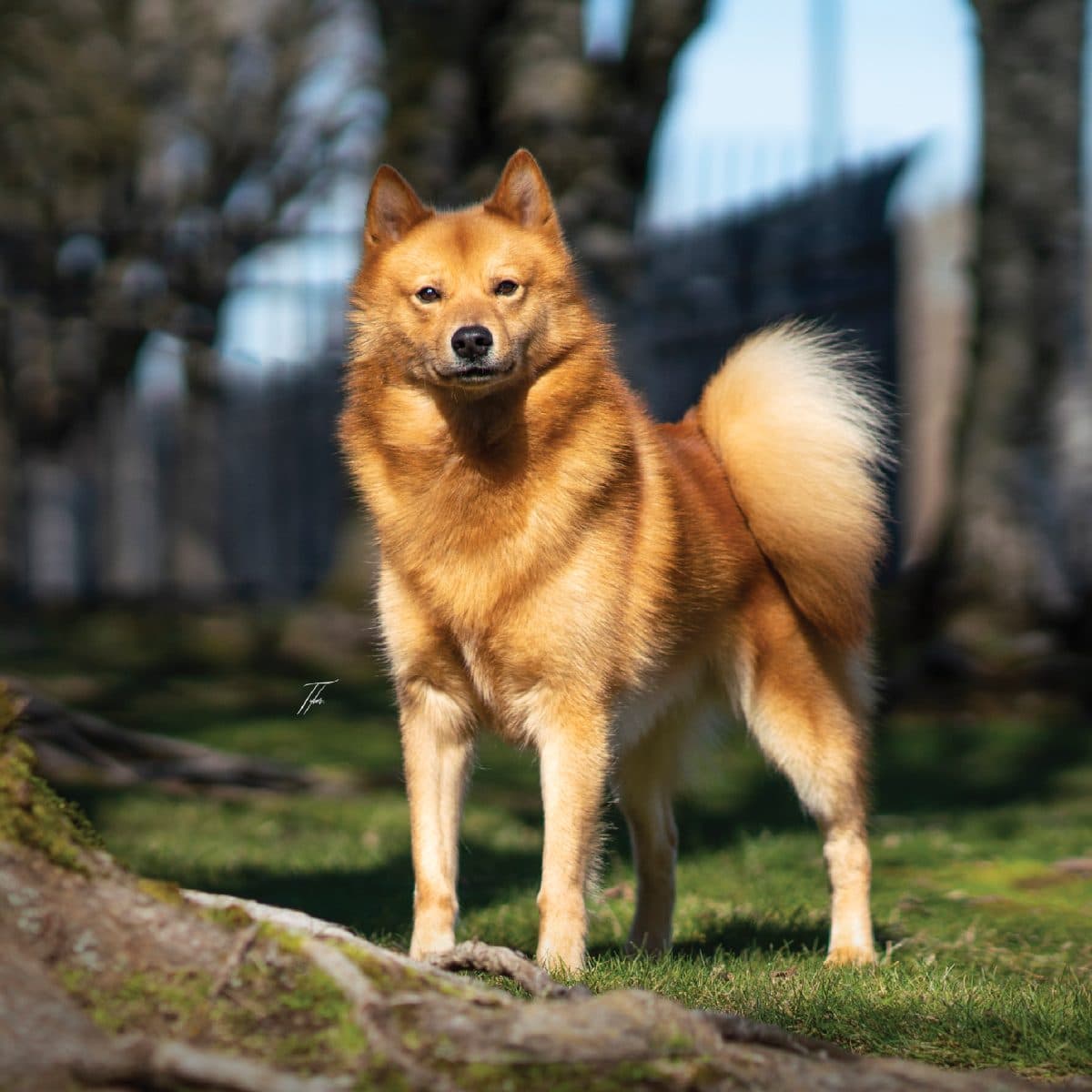 Finnish Spitz