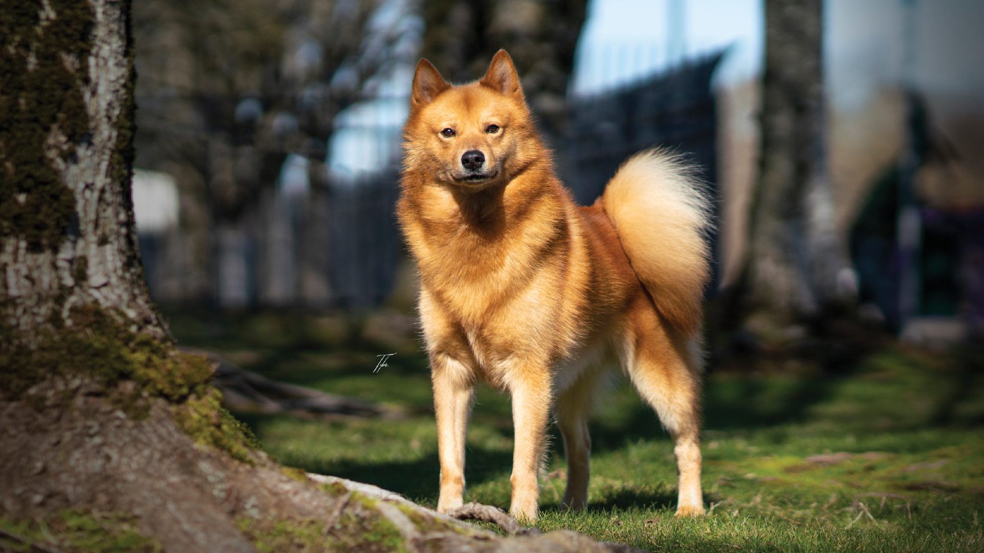 Finnish Spitz