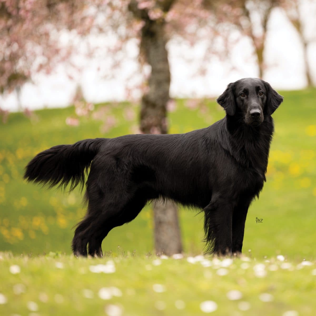 Flat-Coated Retriever