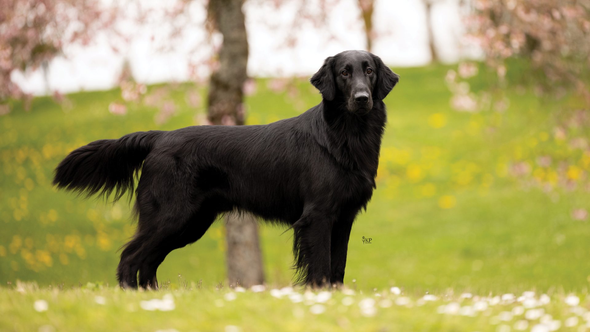 Flat-Coated Retriever