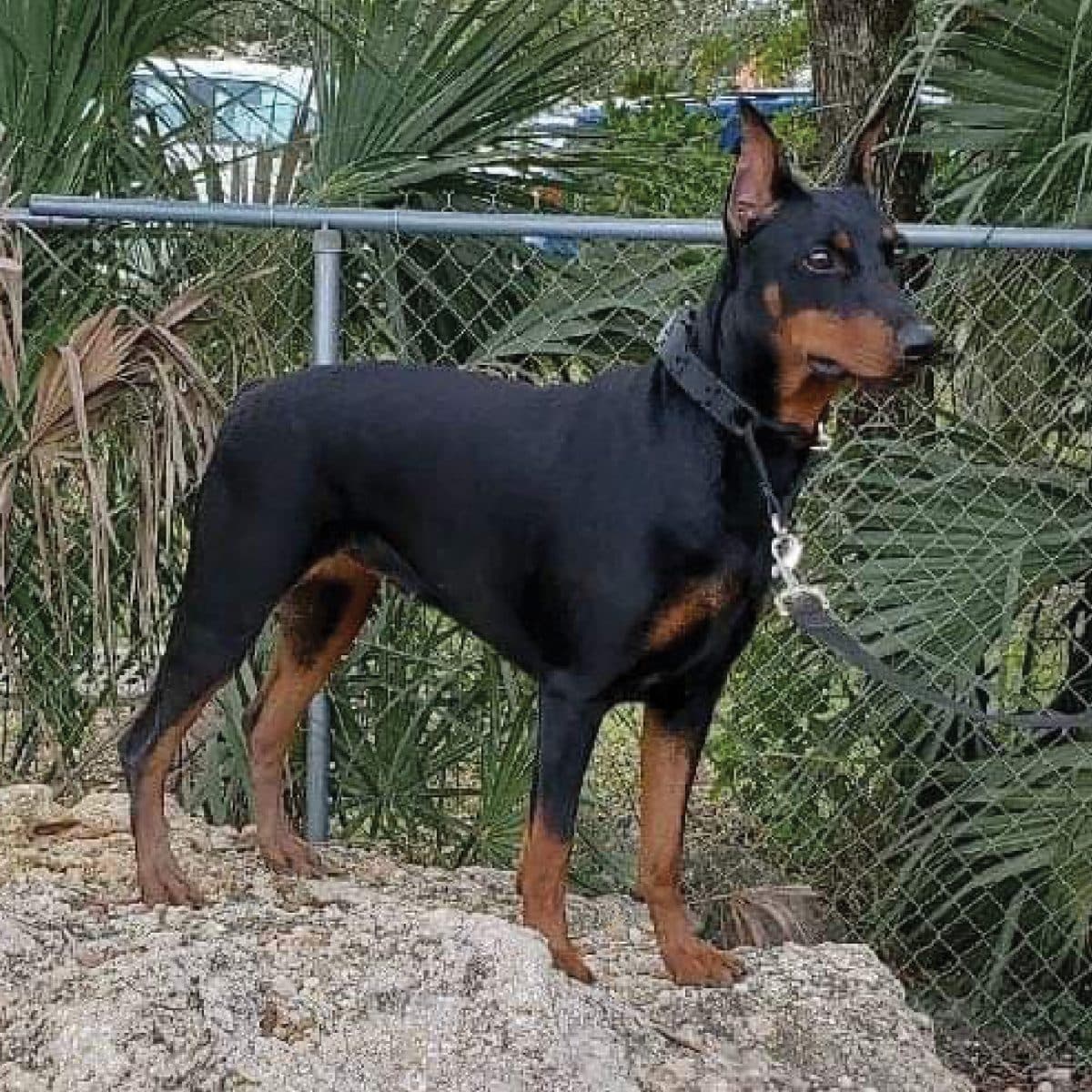 German Pinscher