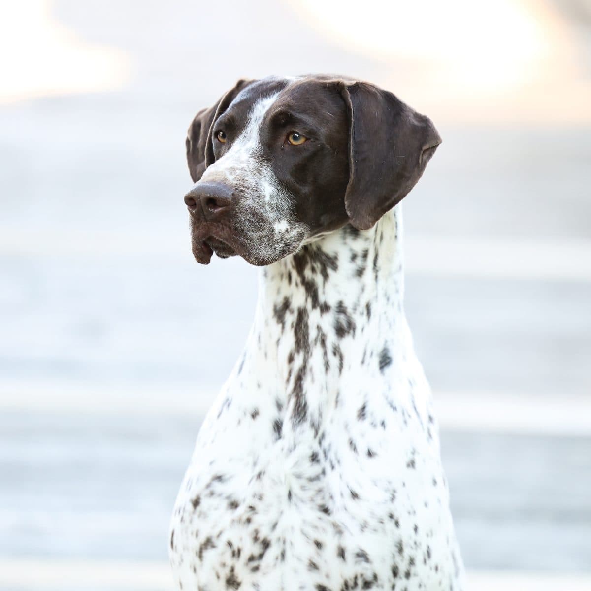 German Shorthaired Pointer