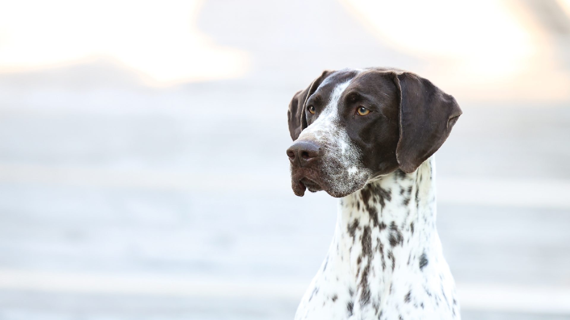 German Shorthaired Pointer