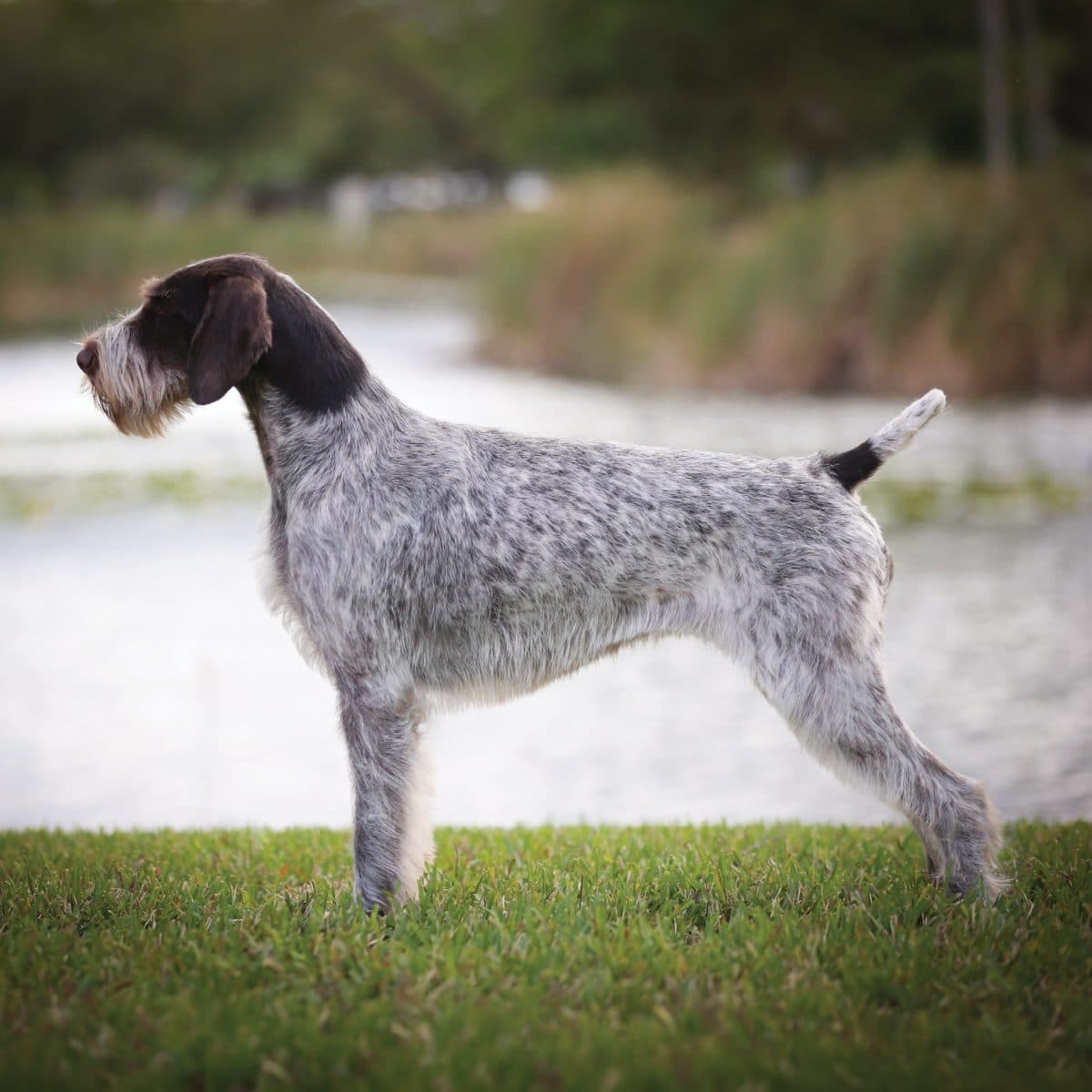 German Wirehaired Pointer