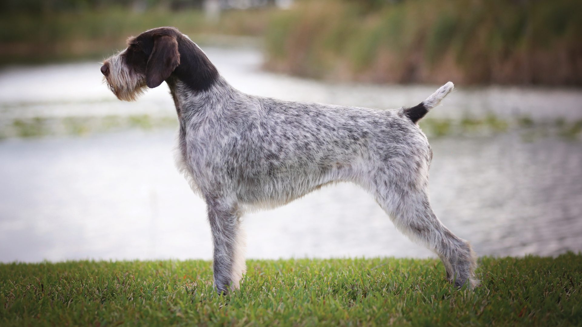 German Wirehaired Pointer