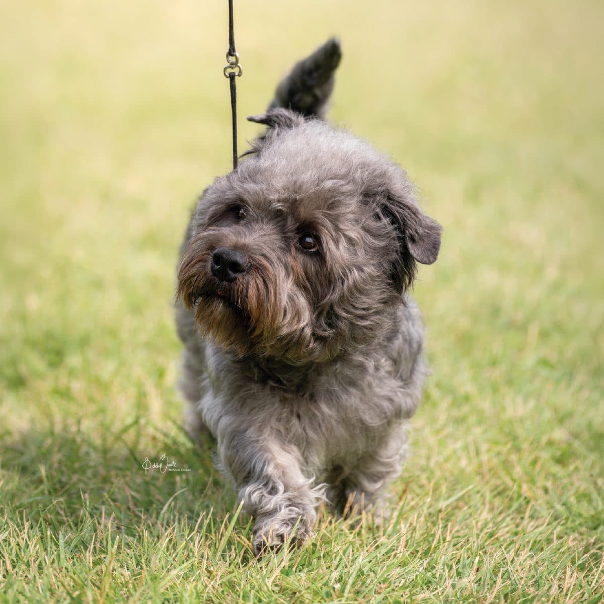 Glen of Imaal Terrier