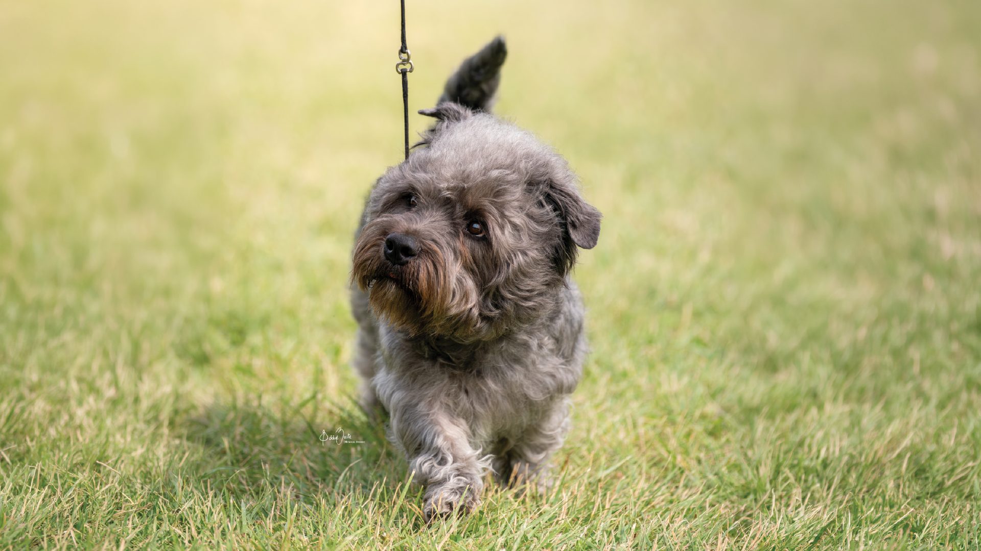 Glen of Imaal Terrier