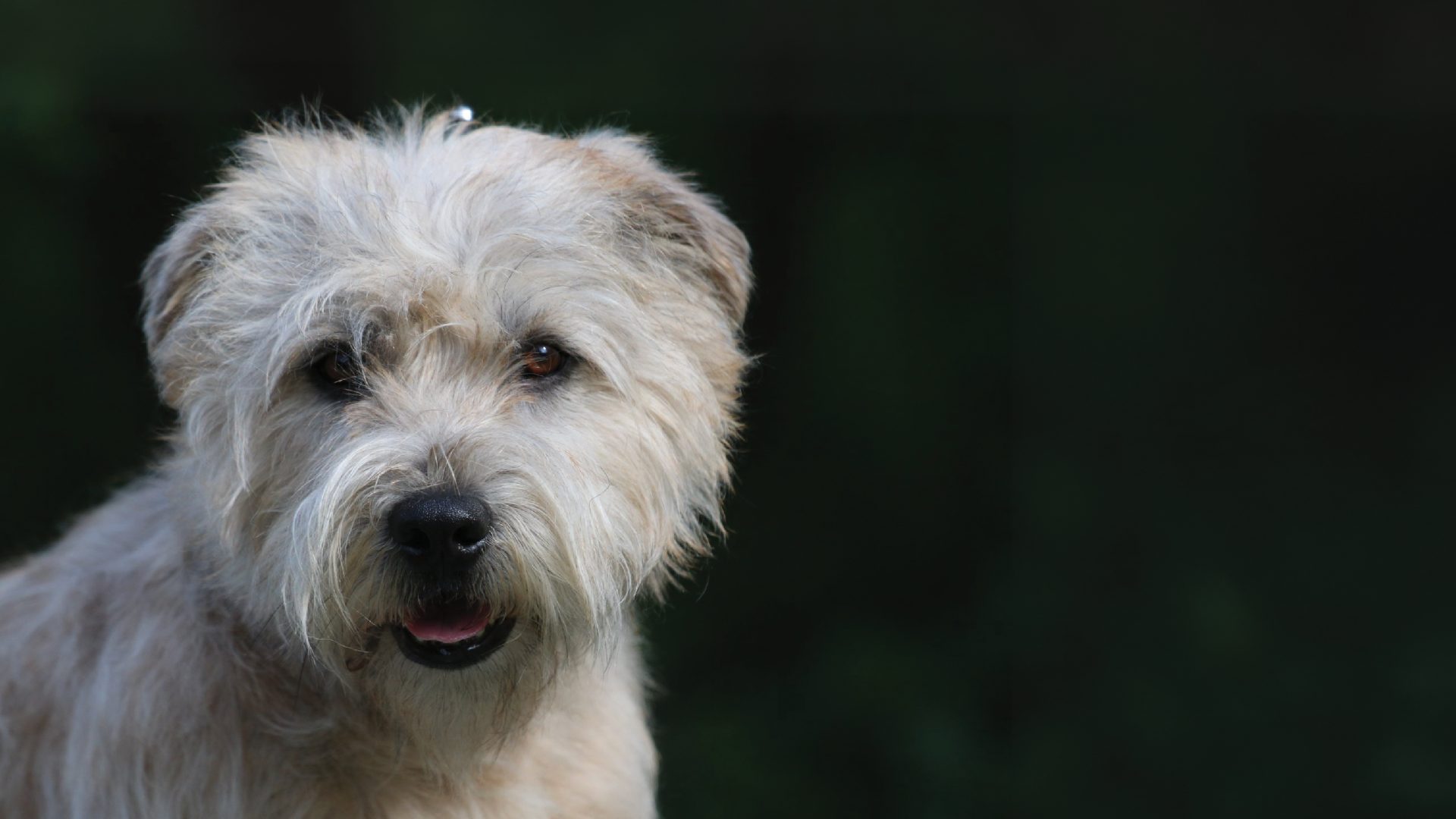 Glen of Imaal Terrier