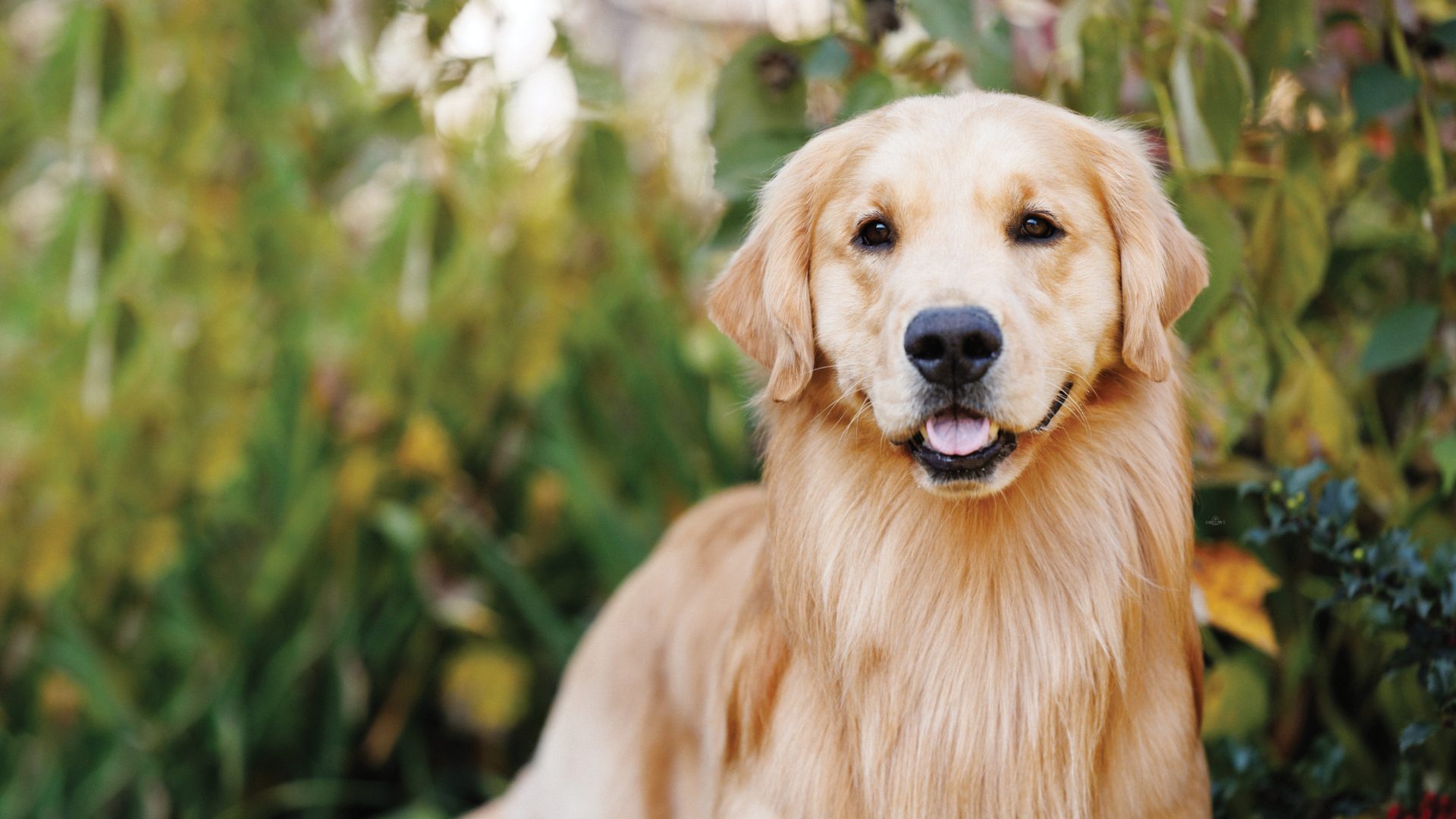 Golden Retriever