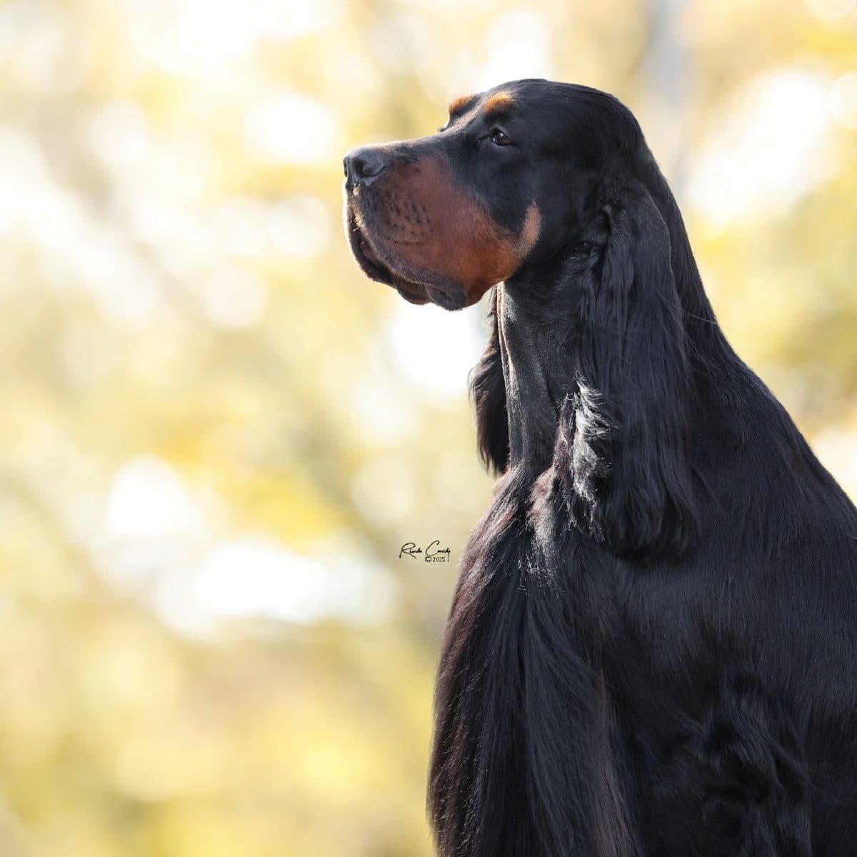 Gordon Setter