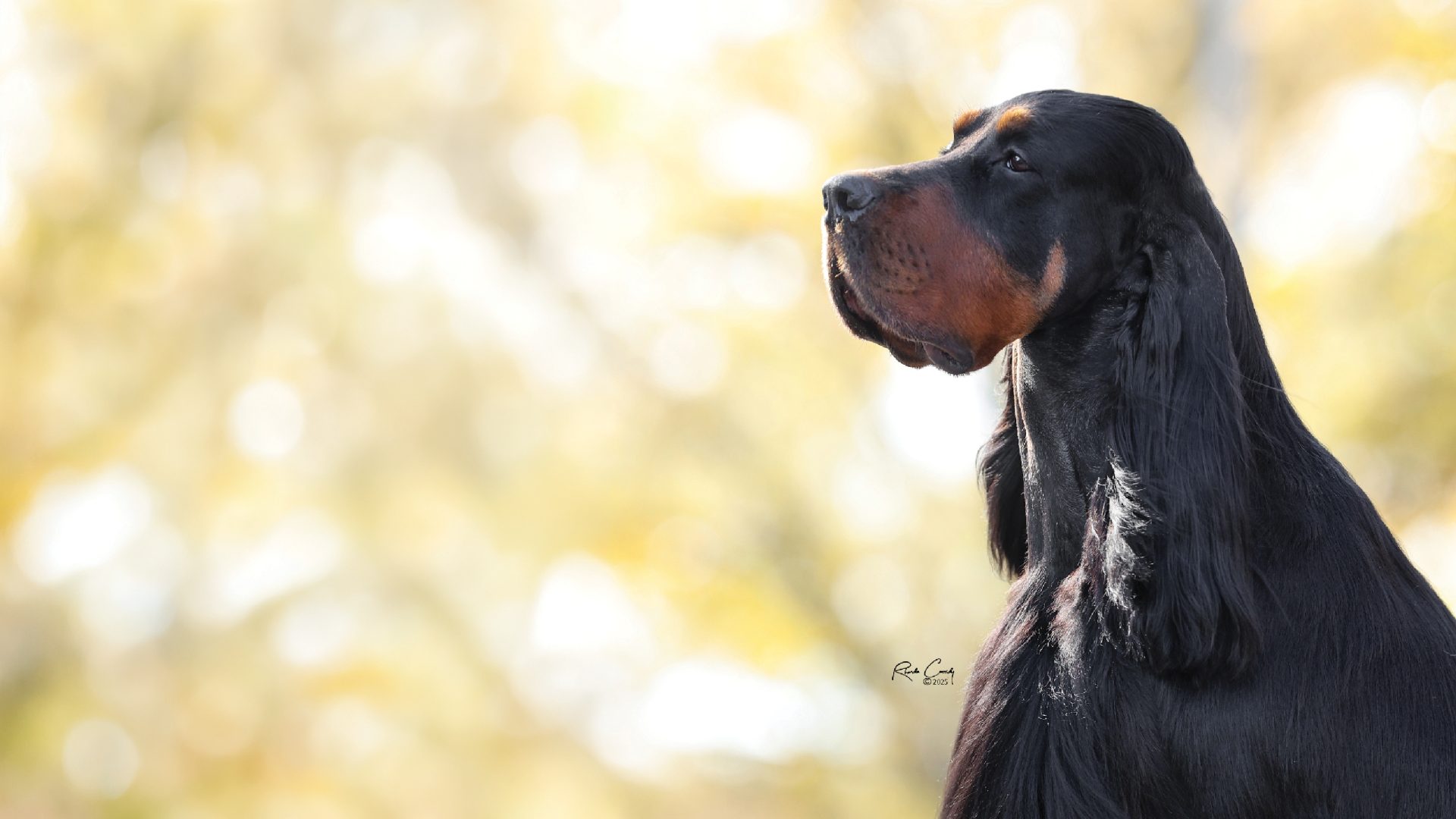 Gordon Setter