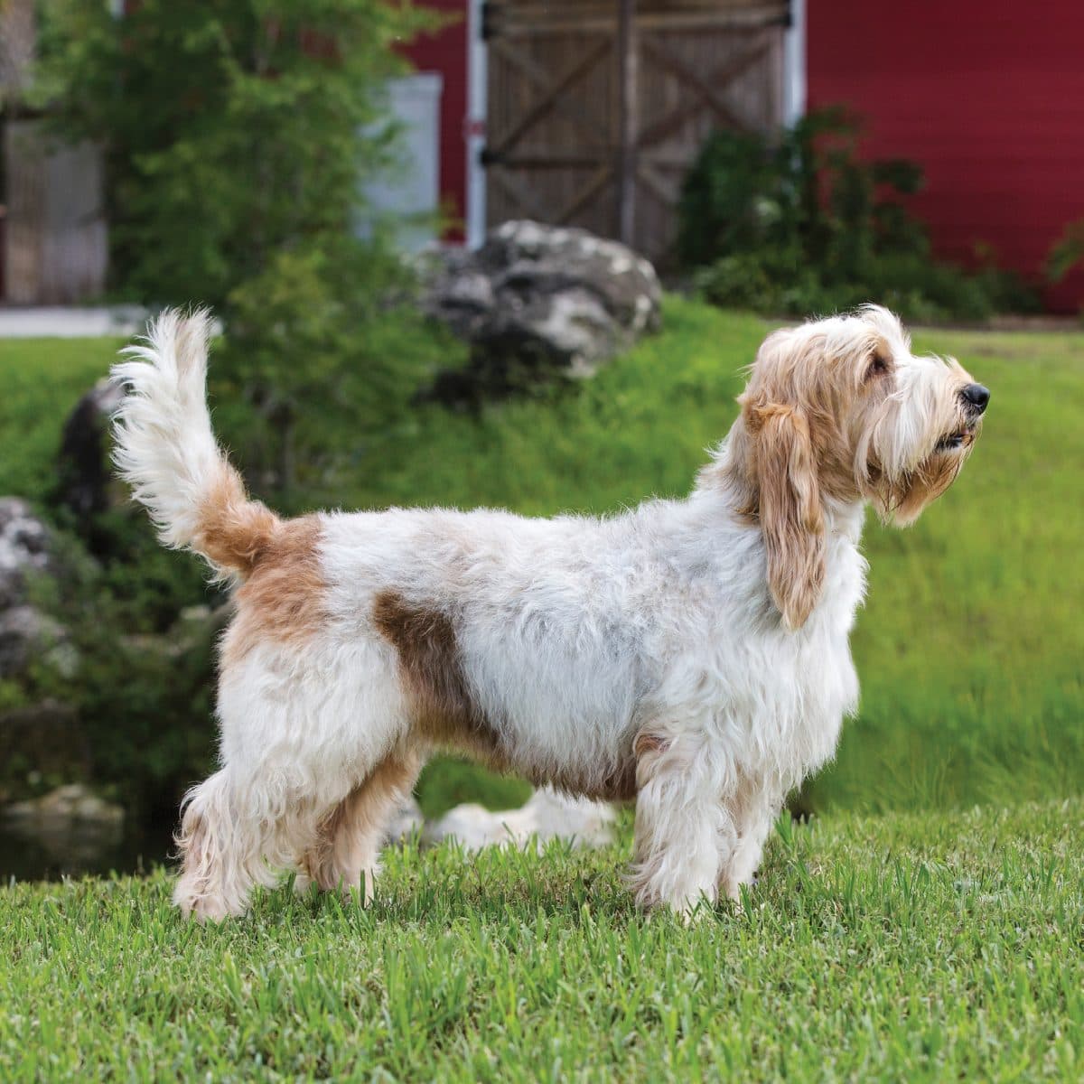 Grand Basset Griffon Vendéen